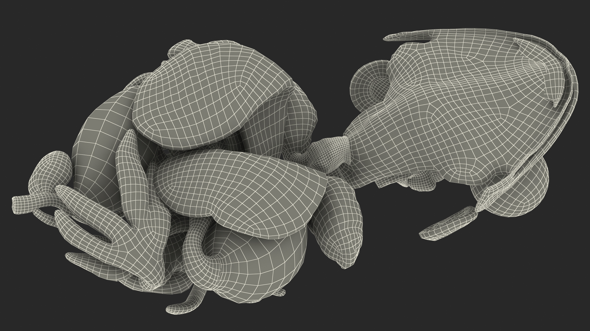 3D model Frog Internal Organs