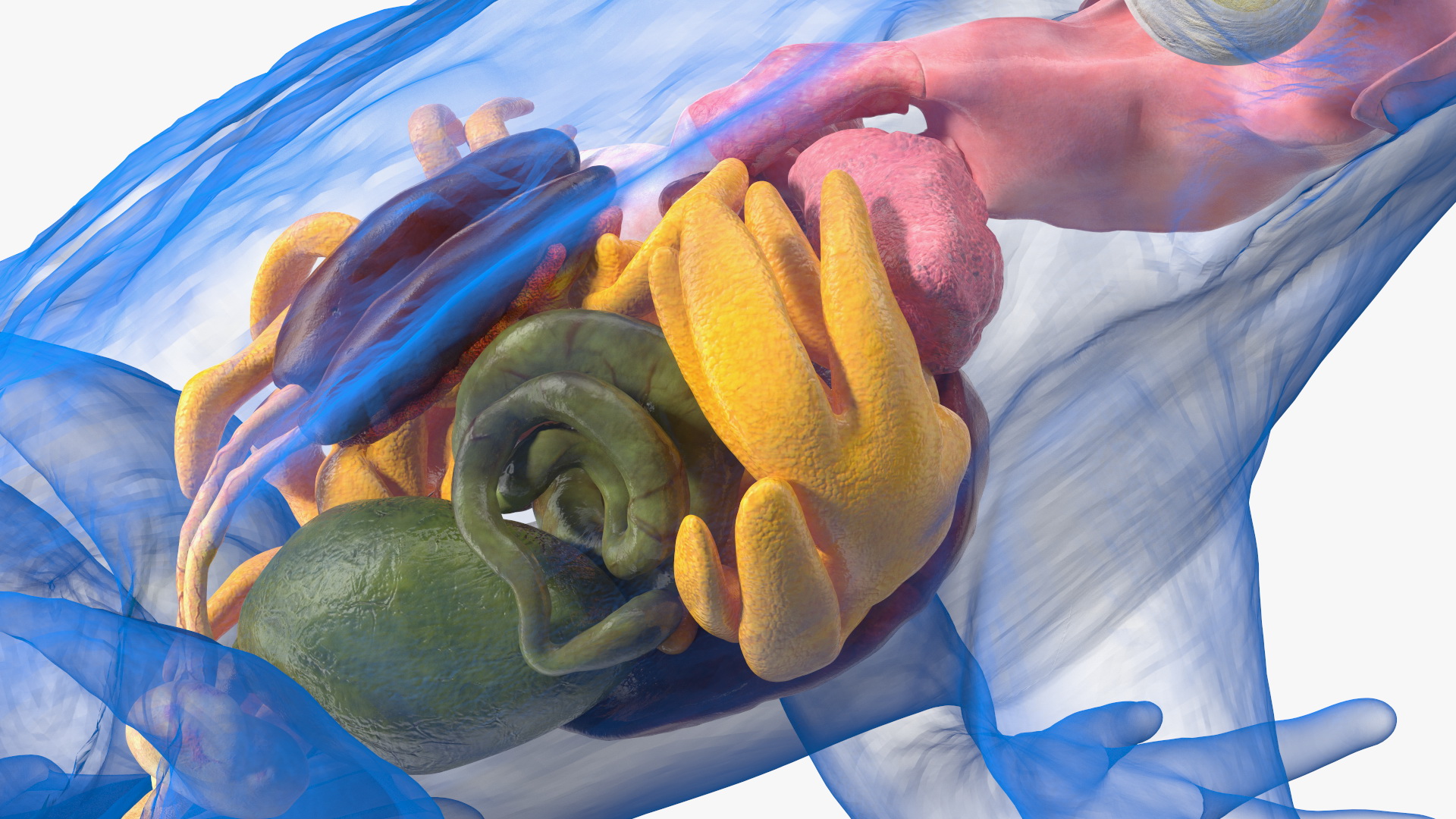3D model Frog Internal Organs