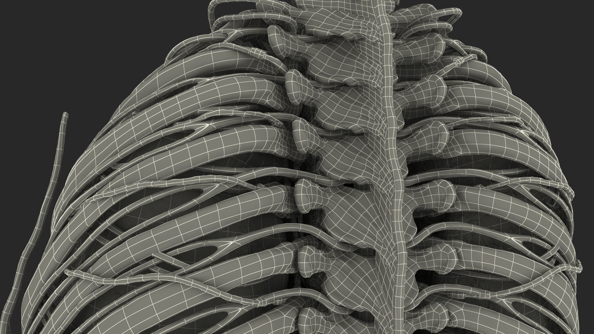 3D Male Torso and Internal Organs Anatomy model