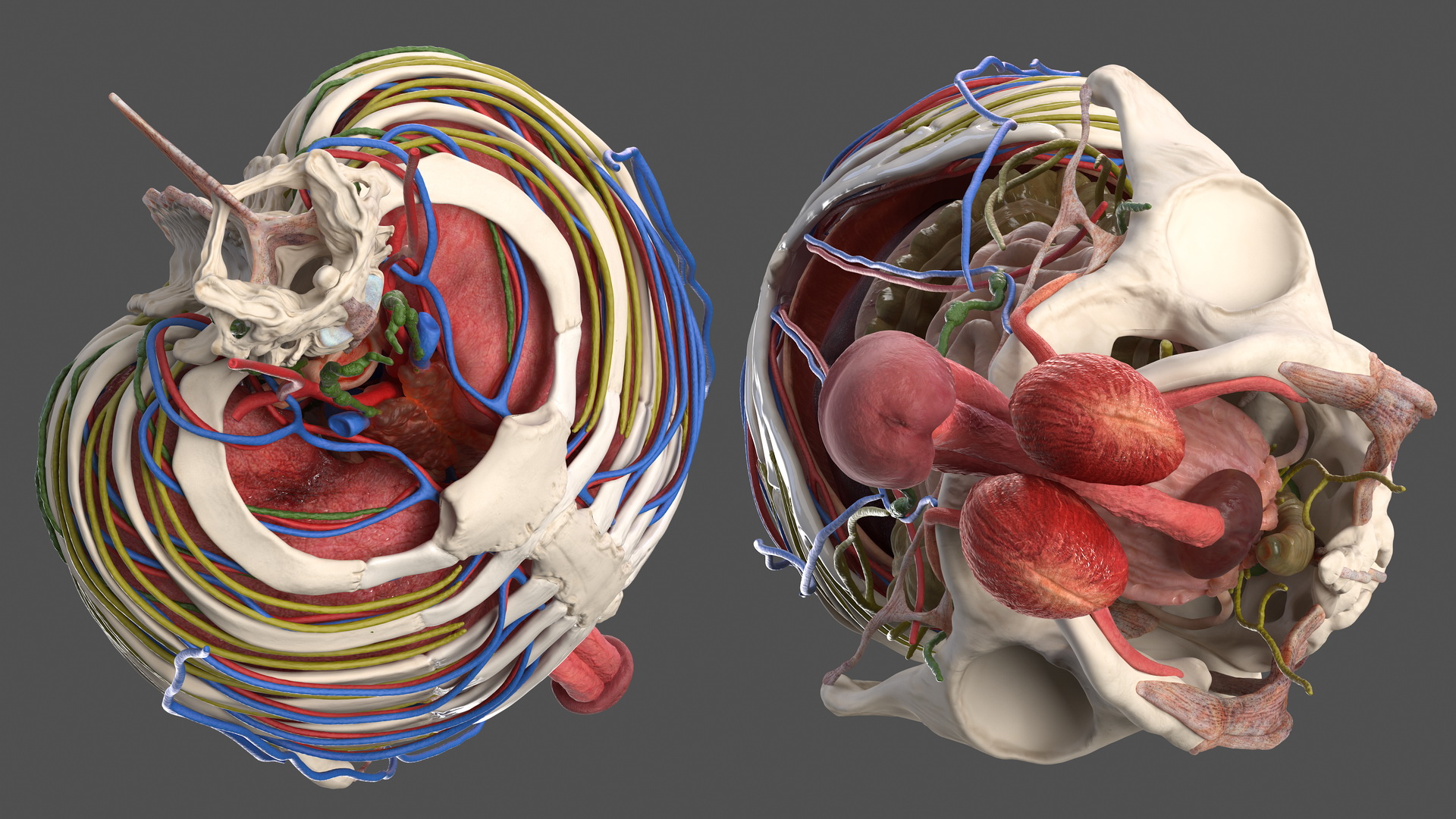 3D Male Torso and Internal Organs Anatomy model