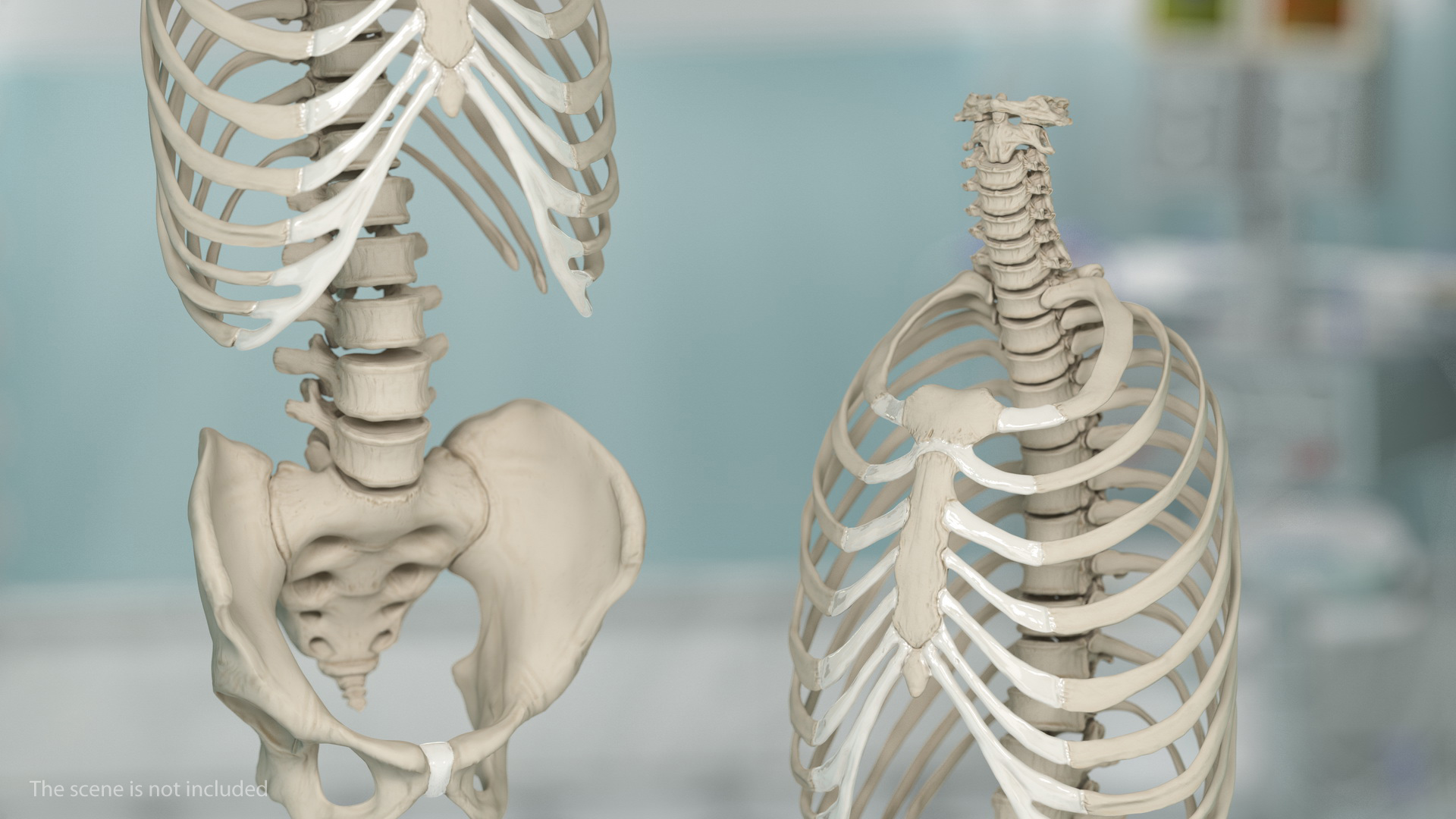 3D Male Torso and Internal Organs Anatomy model