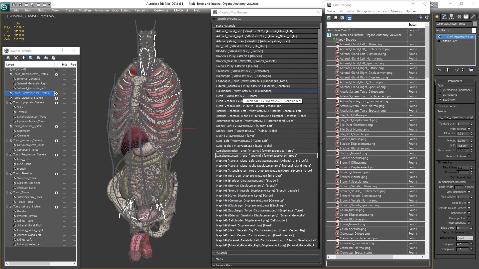 3D Male Torso and Internal Organs Anatomy model