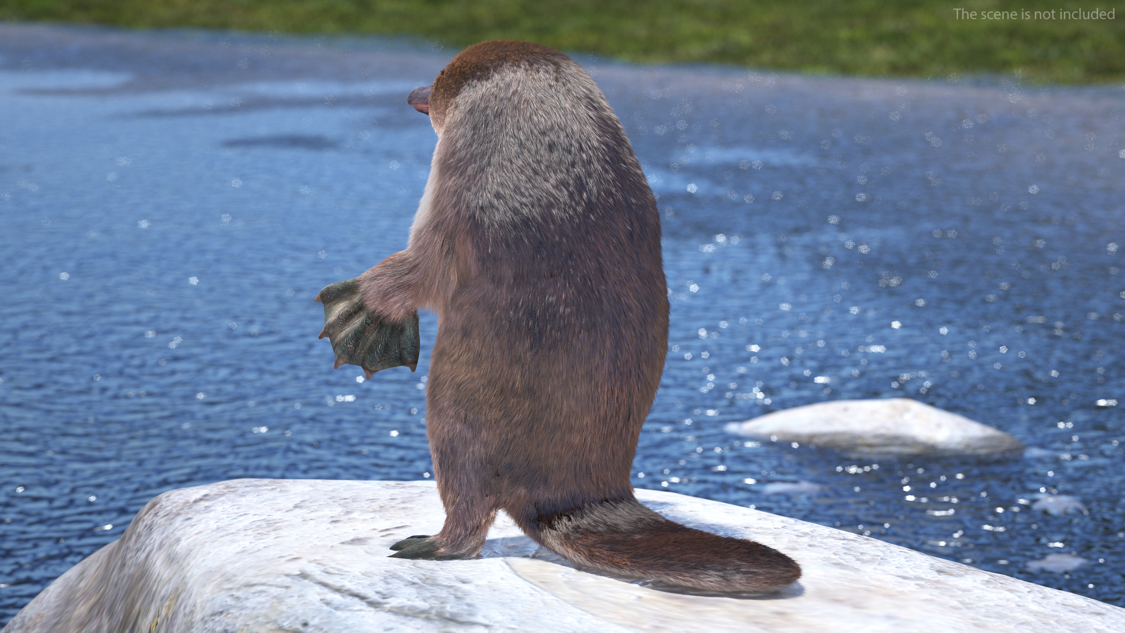 3D Duck Billed Platypus Fur Rigged