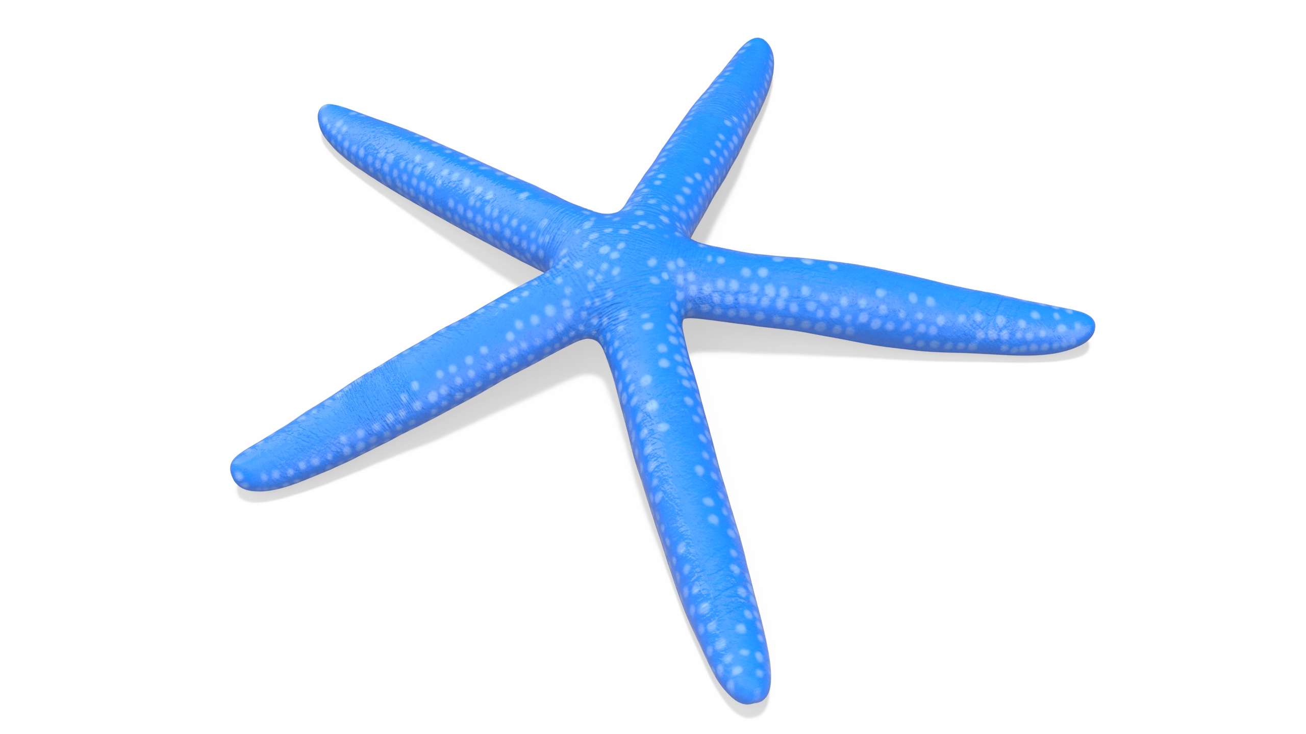 3D Blue Sea Star model