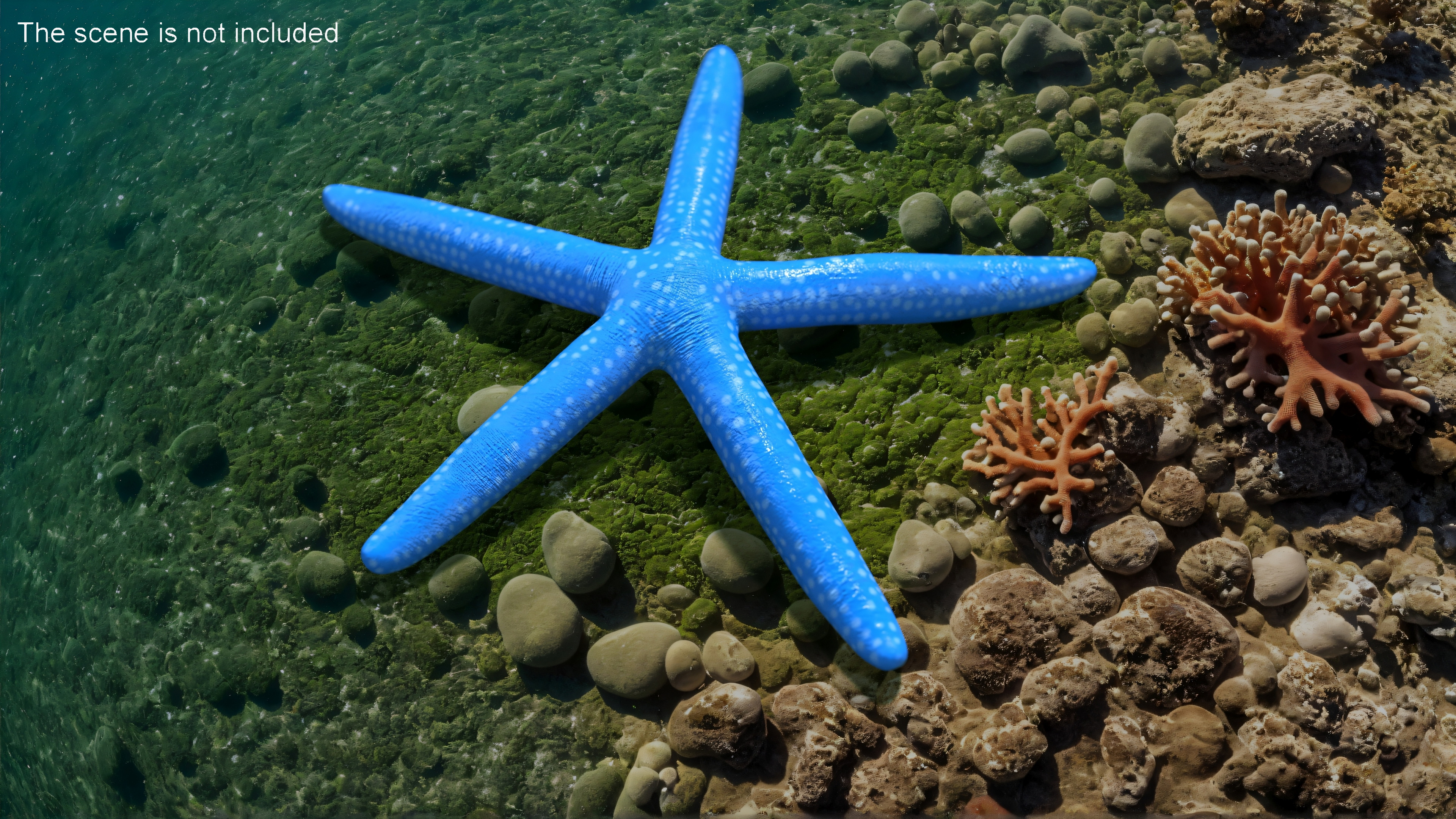 3D Blue Sea Star model