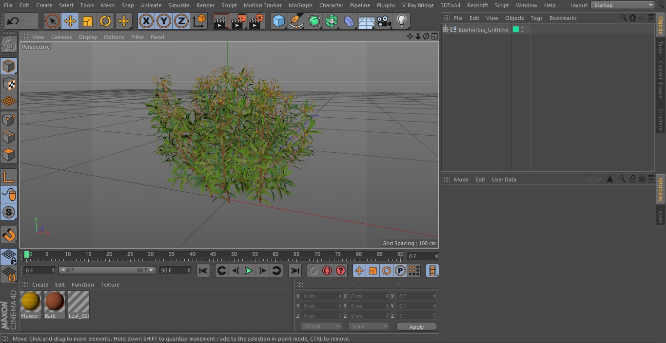 3D model Euphorbia Griffithii