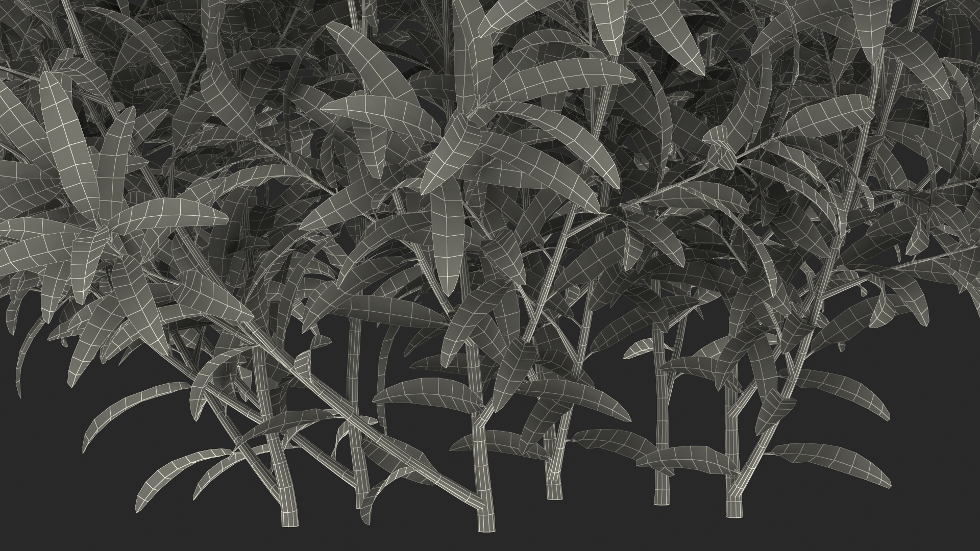 3D model Euphorbia Griffithii