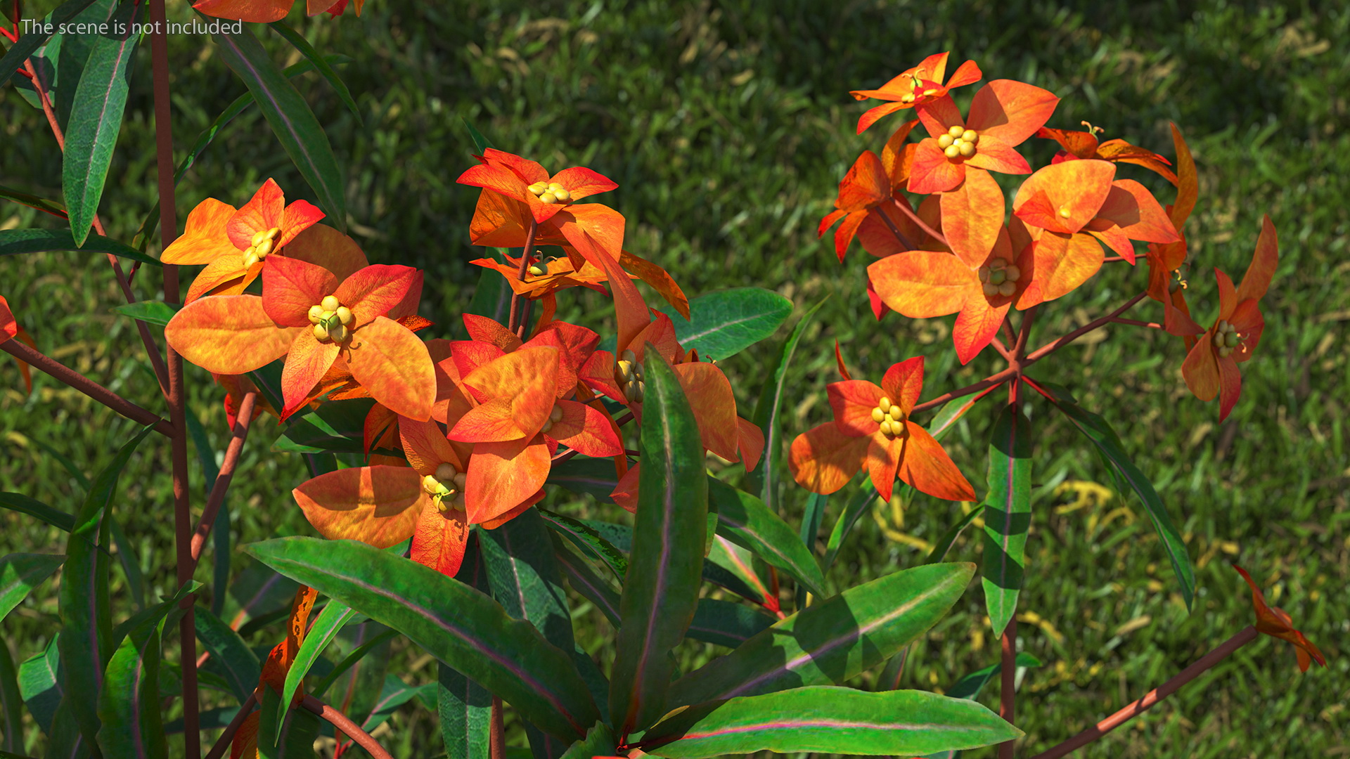 3D model Euphorbia Griffithii