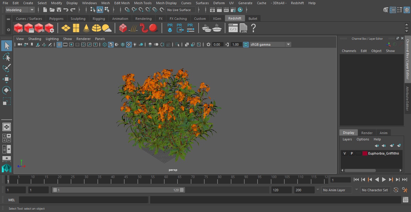 3D model Euphorbia Griffithii