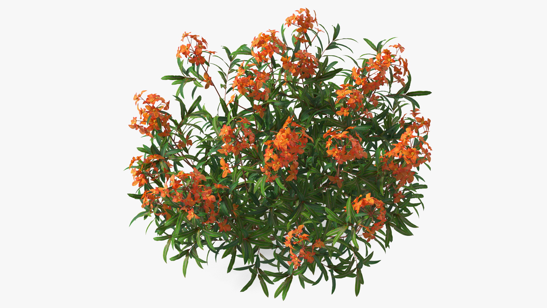 3D model Euphorbia Griffithii