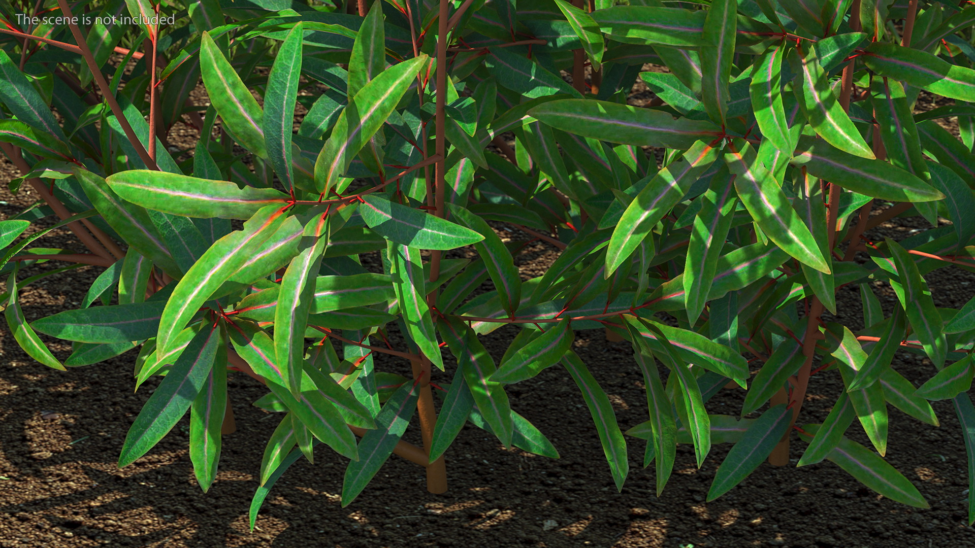 3D model Euphorbia Griffithii