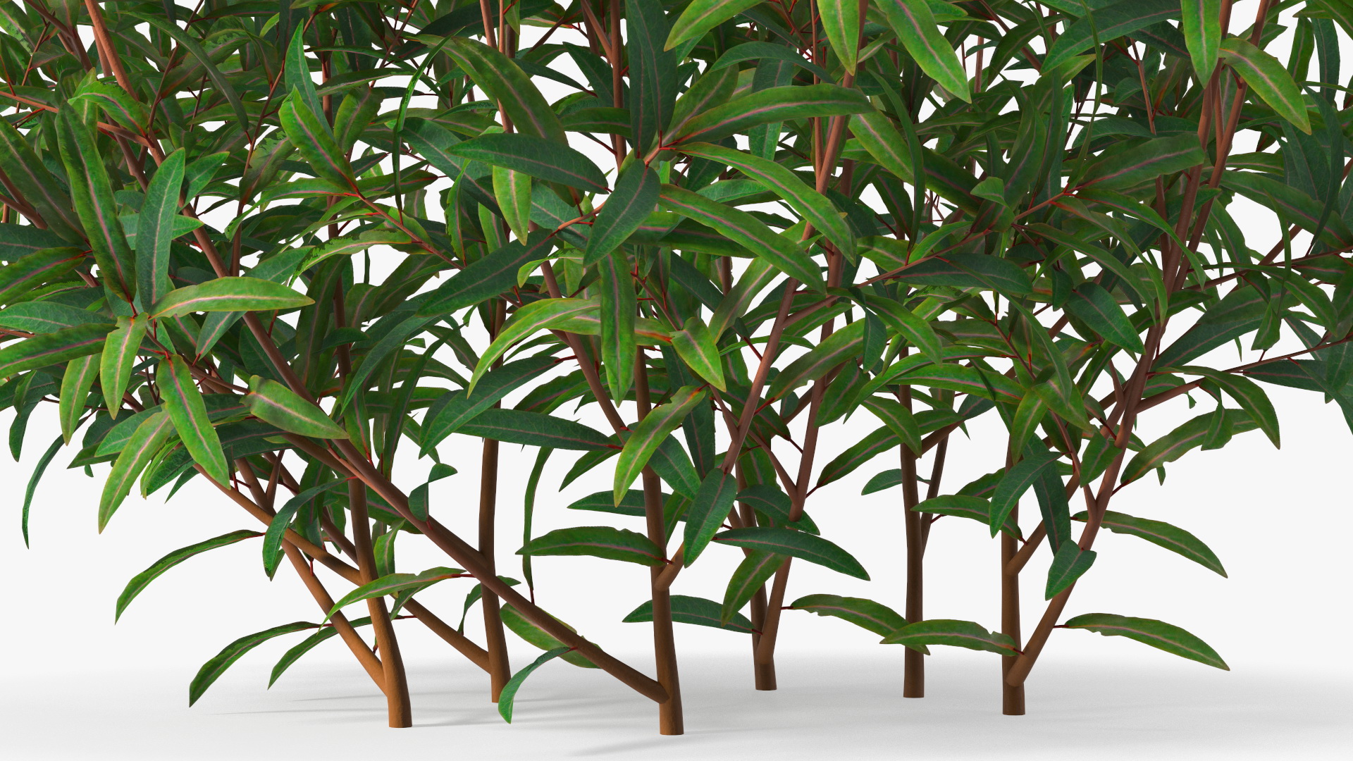 3D model Euphorbia Griffithii