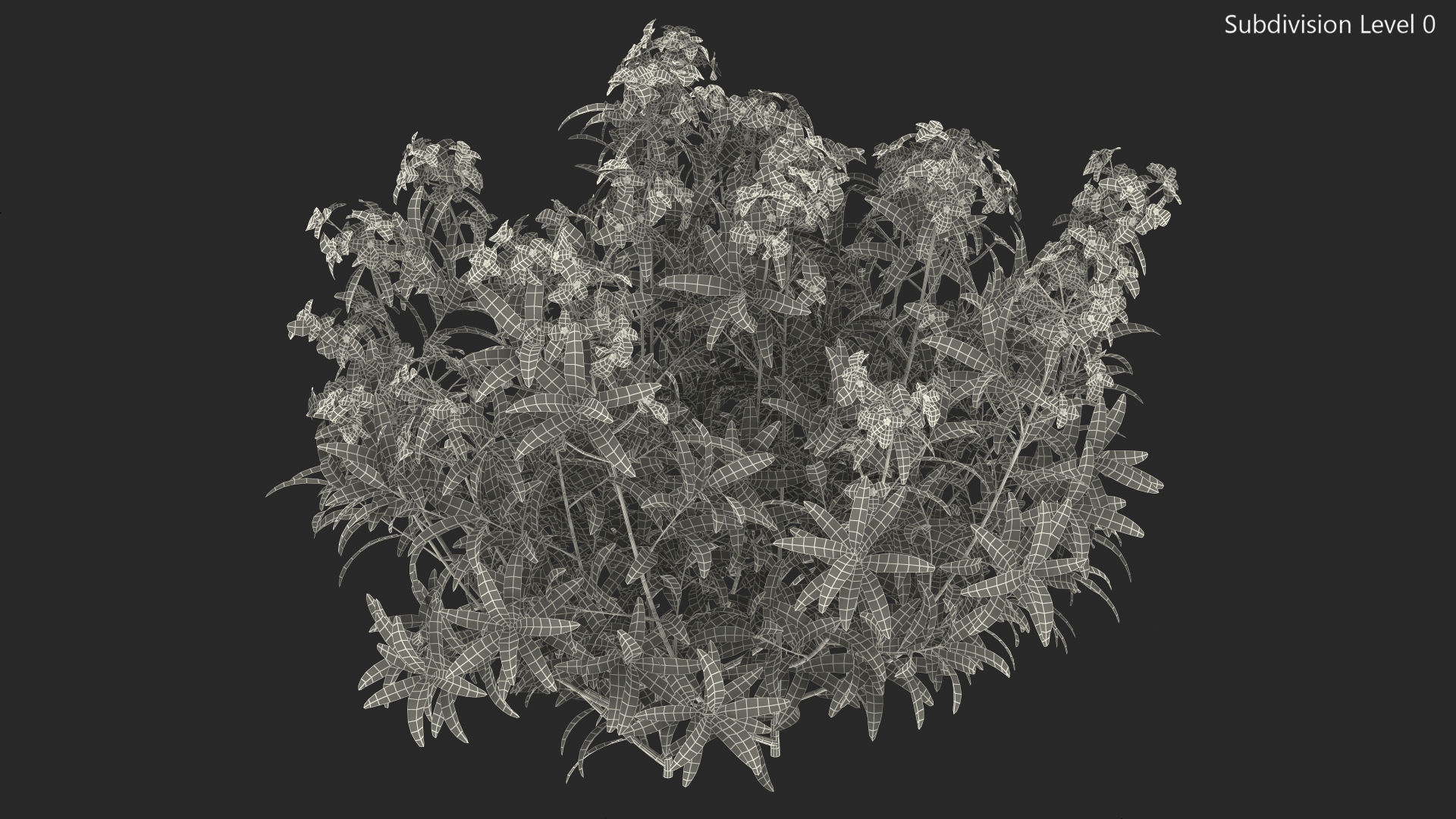 3D model Euphorbia Griffithii