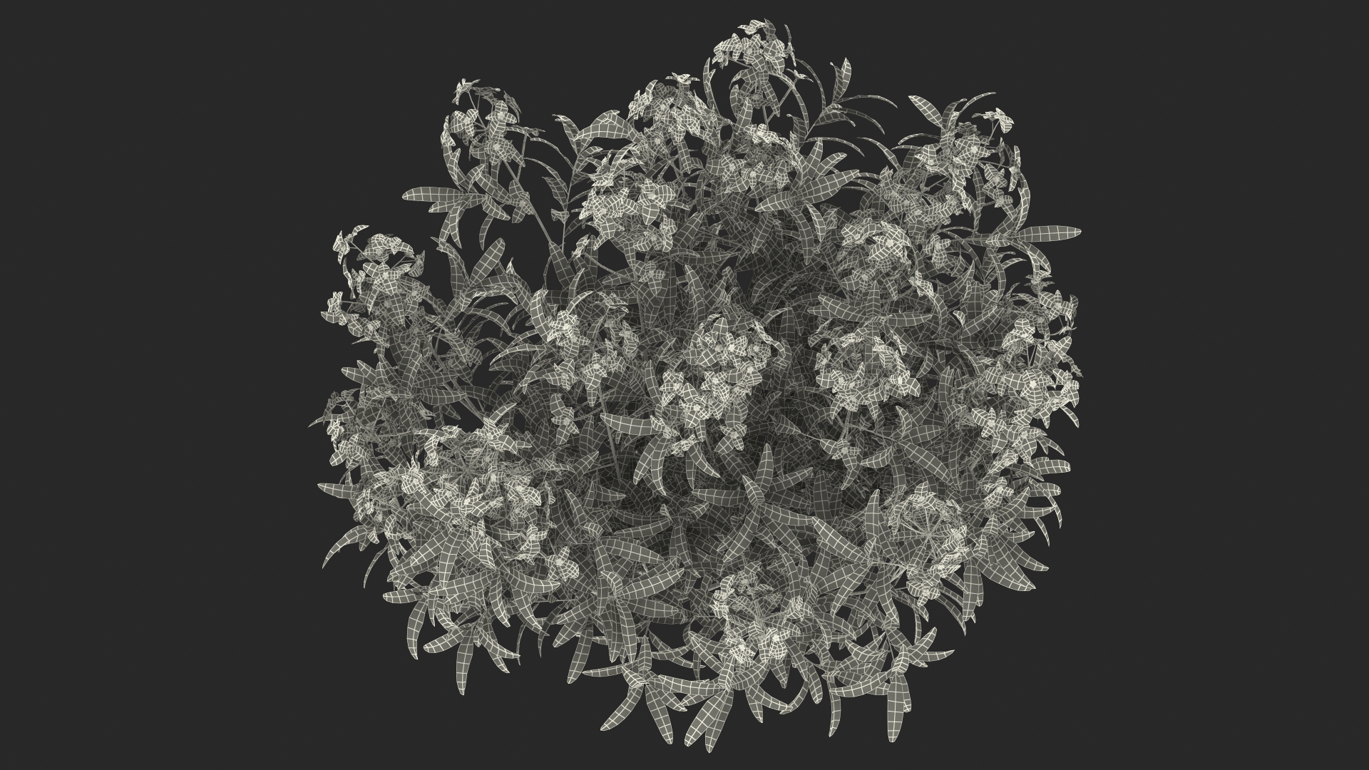 3D model Euphorbia Griffithii