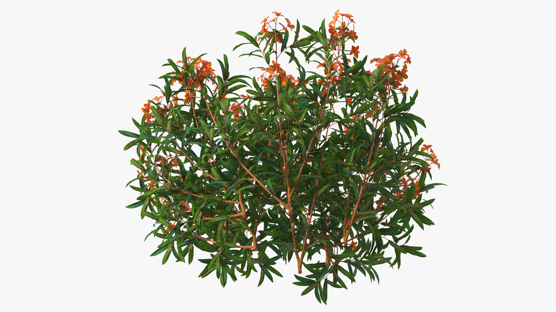 3D model Euphorbia Griffithii