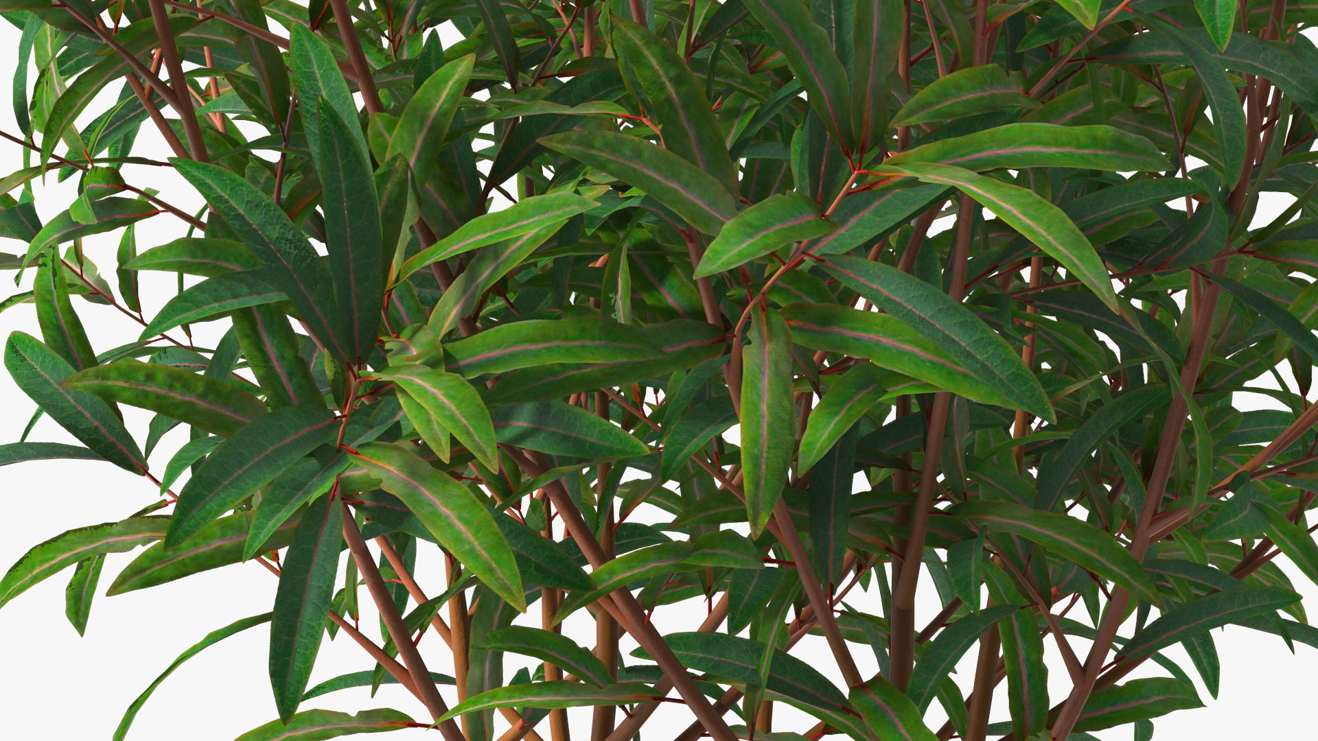 3D model Euphorbia Griffithii