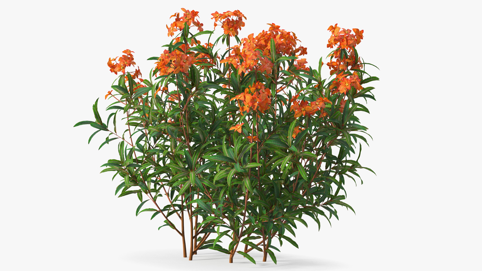 3D model Euphorbia Griffithii