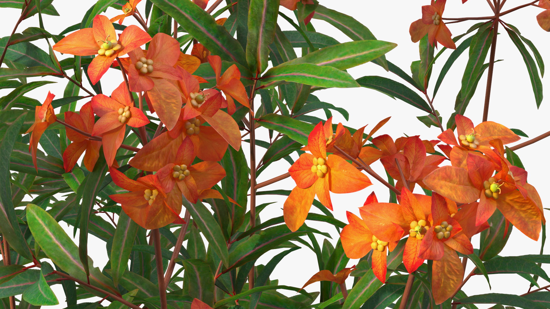 3D model Euphorbia Griffithii