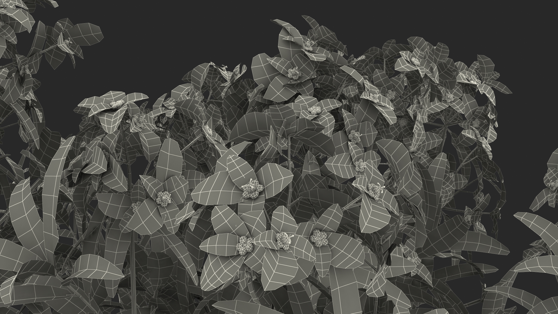 3D model Euphorbia Griffithii