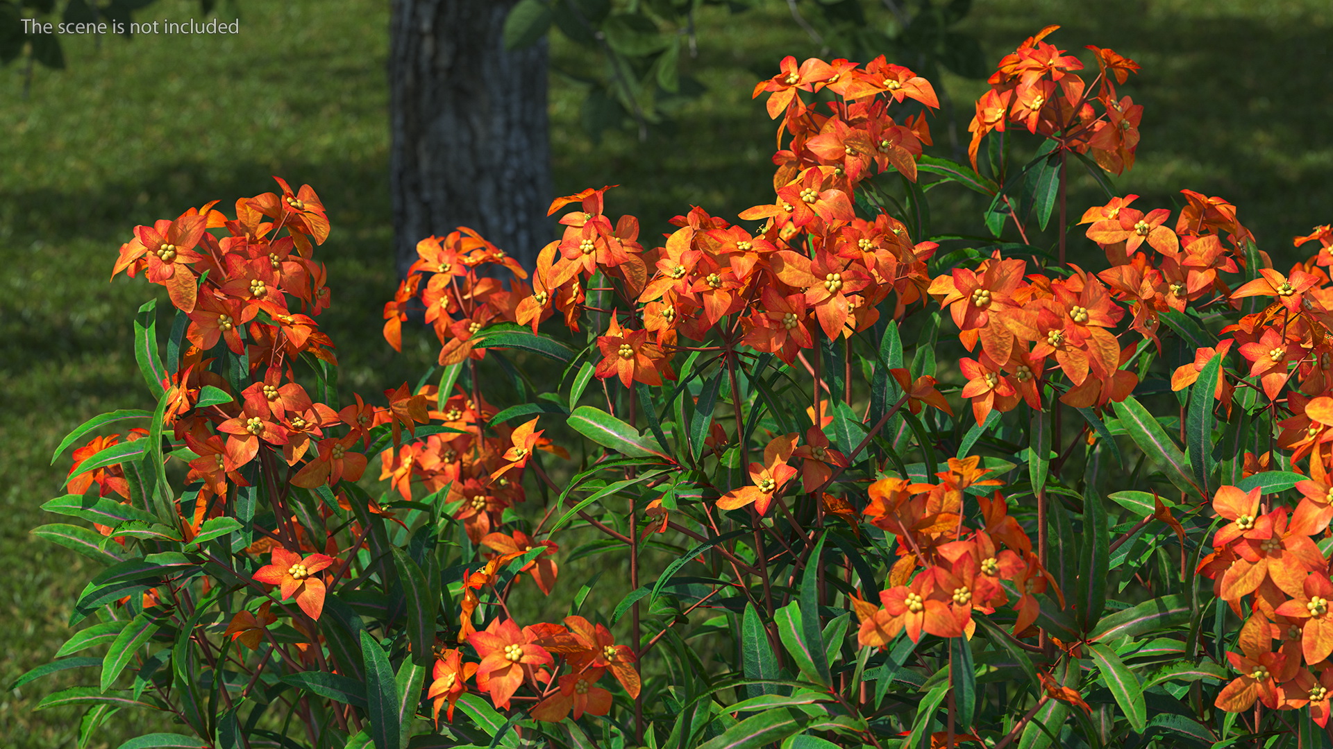 3D model Euphorbia Griffithii