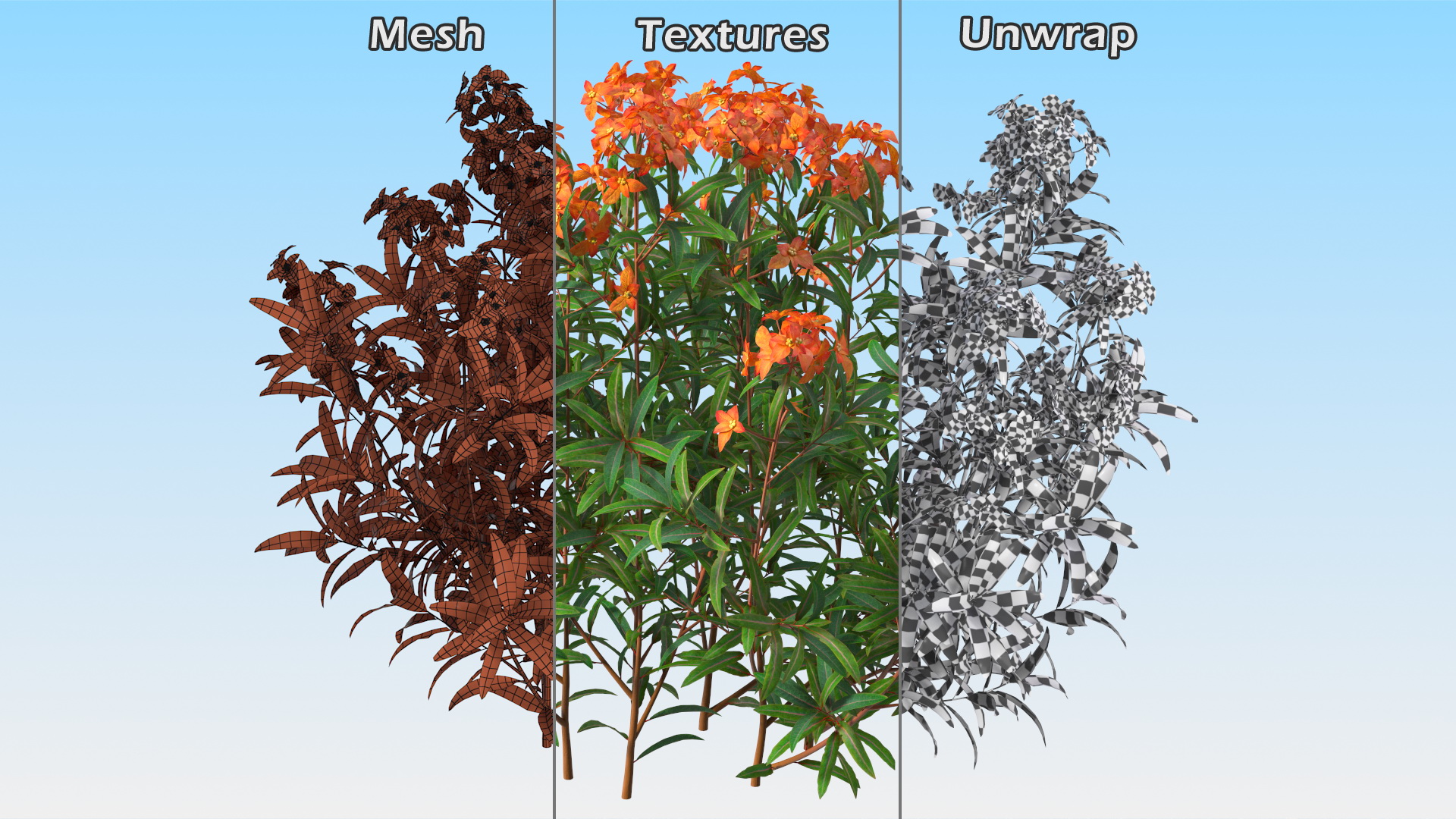 3D model Euphorbia Griffithii