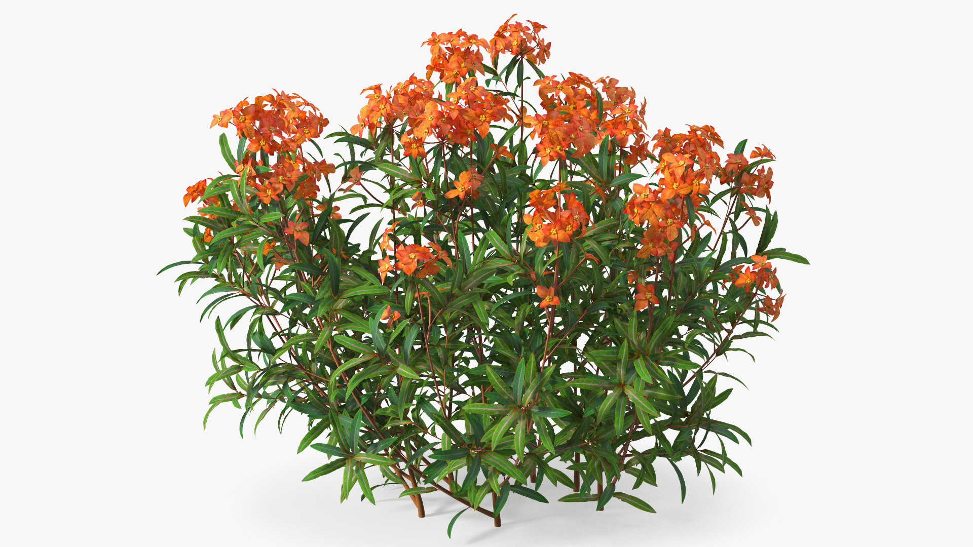 3D model Euphorbia Griffithii
