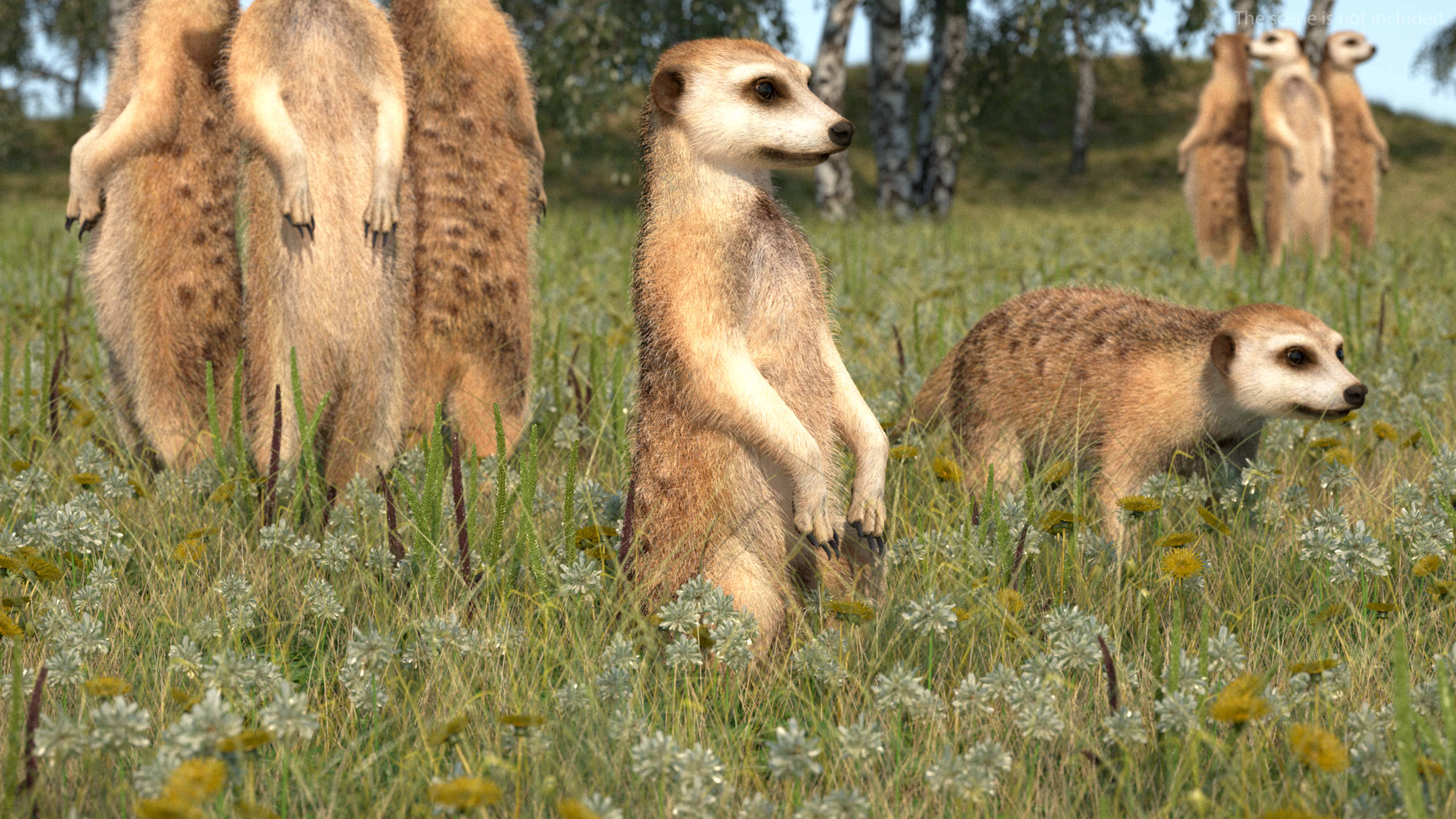 Meerkat Sitting Pose Fur 3D model