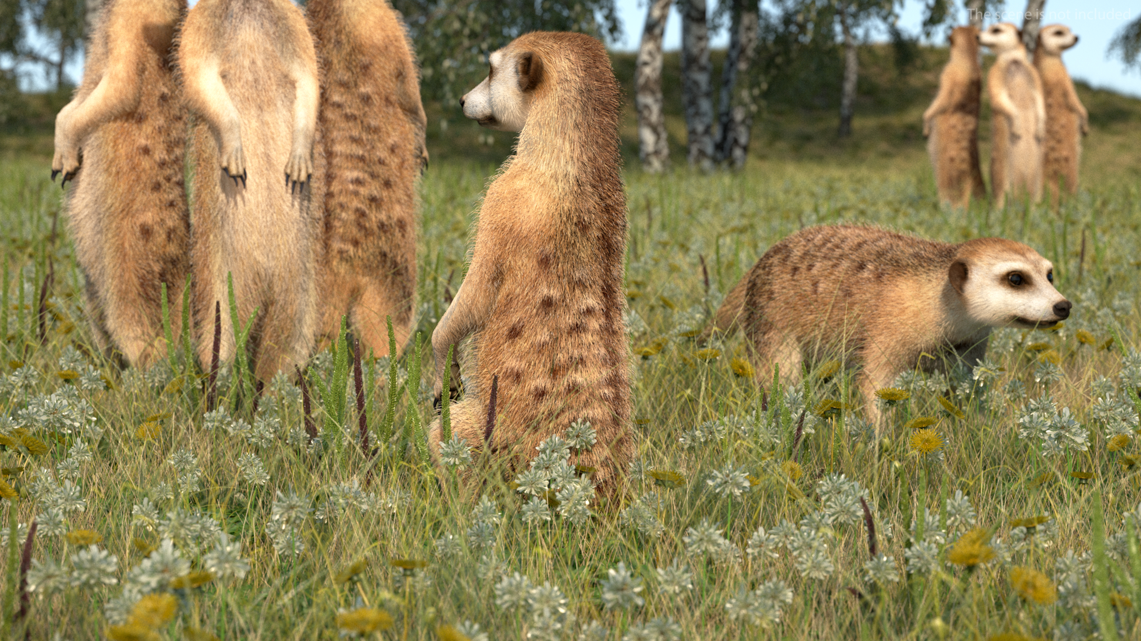 Meerkat Sitting Pose Fur 3D model