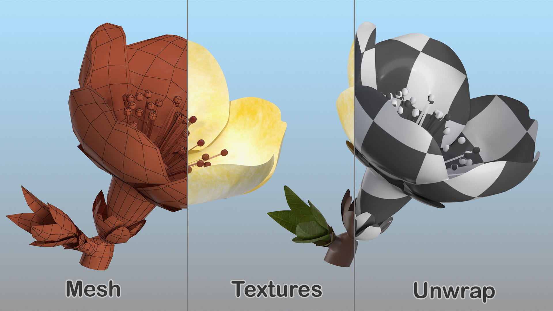 3D model Yellow Cherry Flower