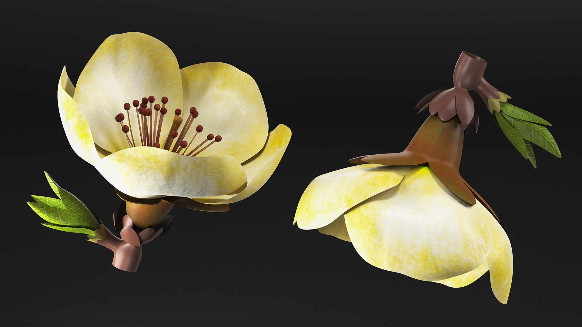 3D model Yellow Cherry Flower
