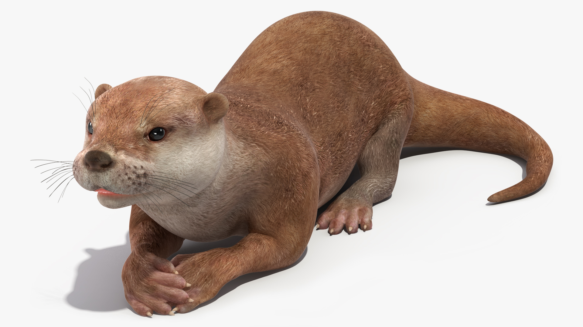 North American River Otter Rigged for Maya 3D