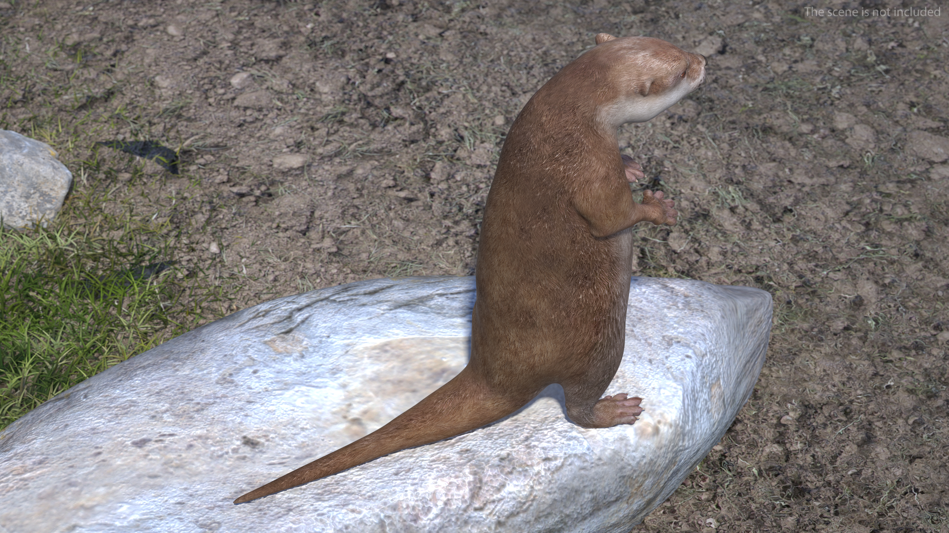 North American River Otter Rigged for Maya 3D