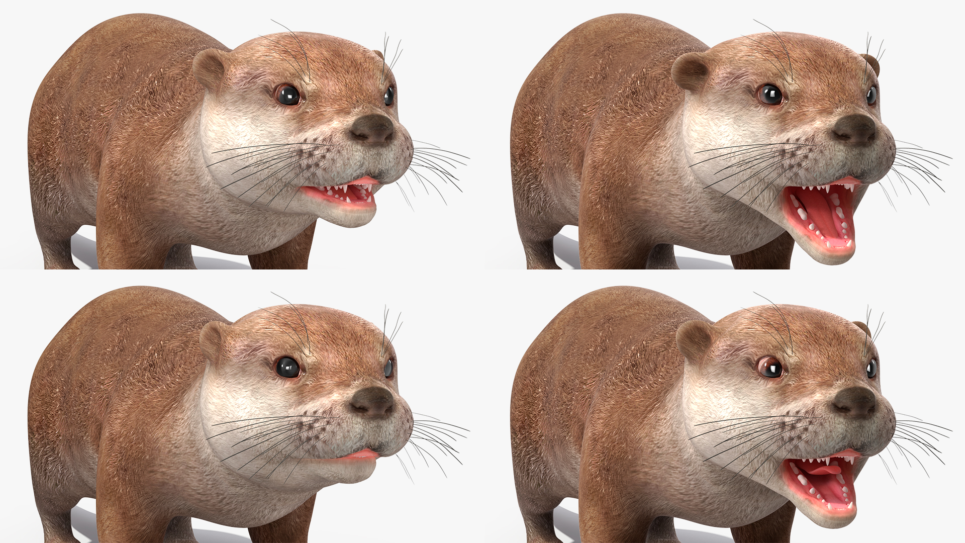 North American River Otter Rigged for Maya 3D