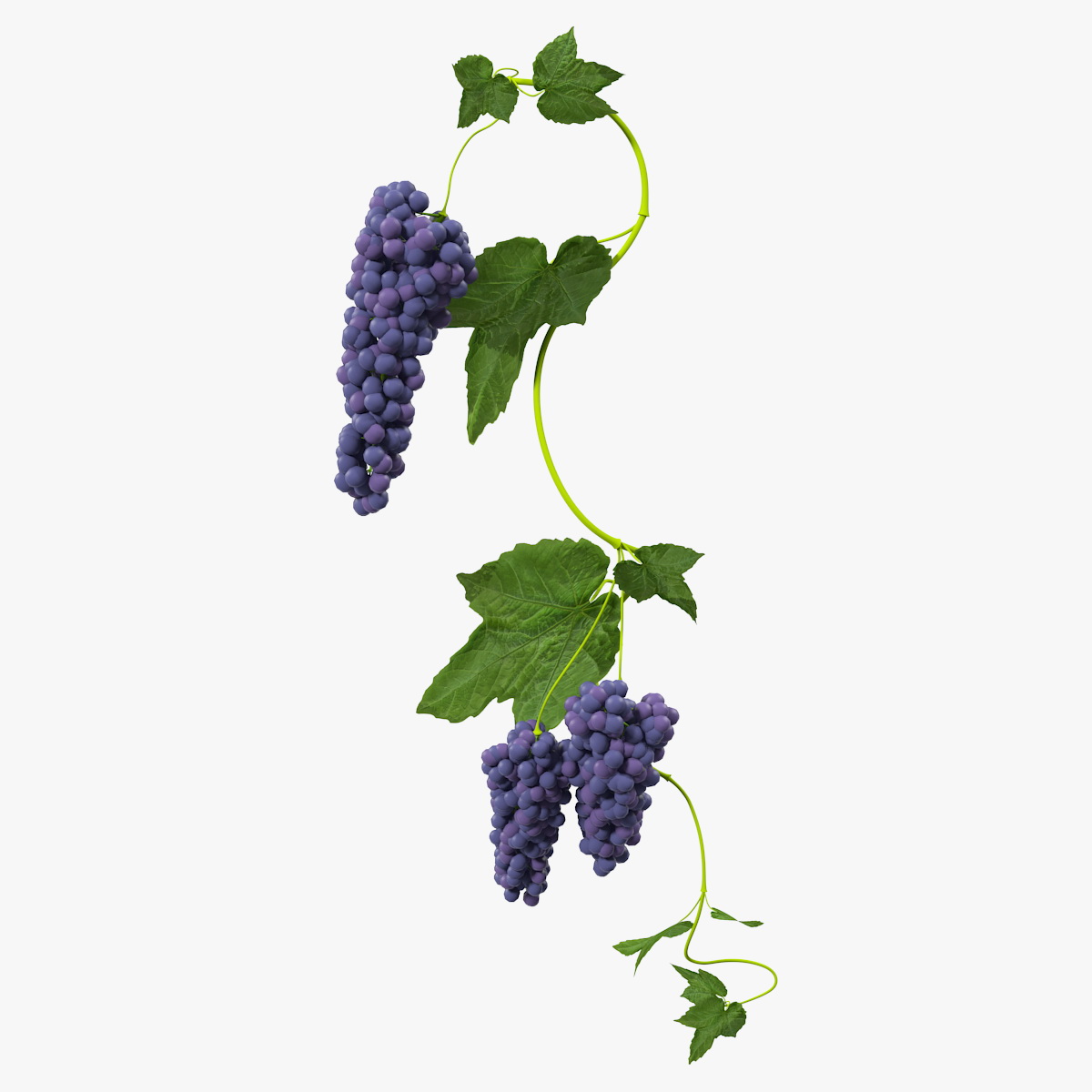 Black Bunch Of Grapes On Branch