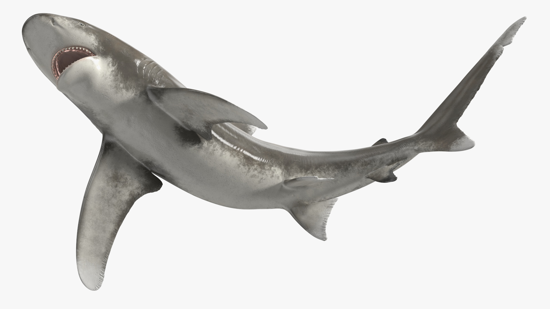 Realistic Oceanic Whitetip Shark Rigged 3D model