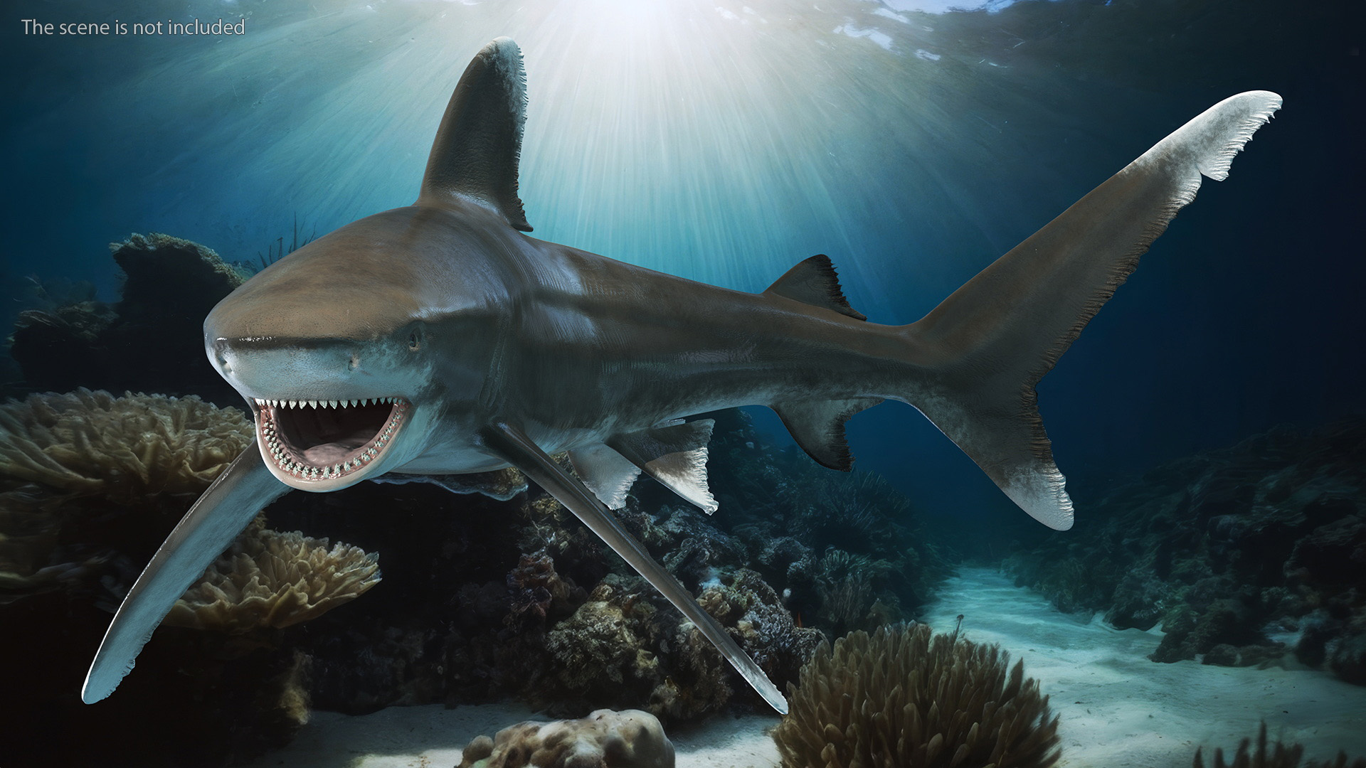 Realistic Oceanic Whitetip Shark Rigged 3D model