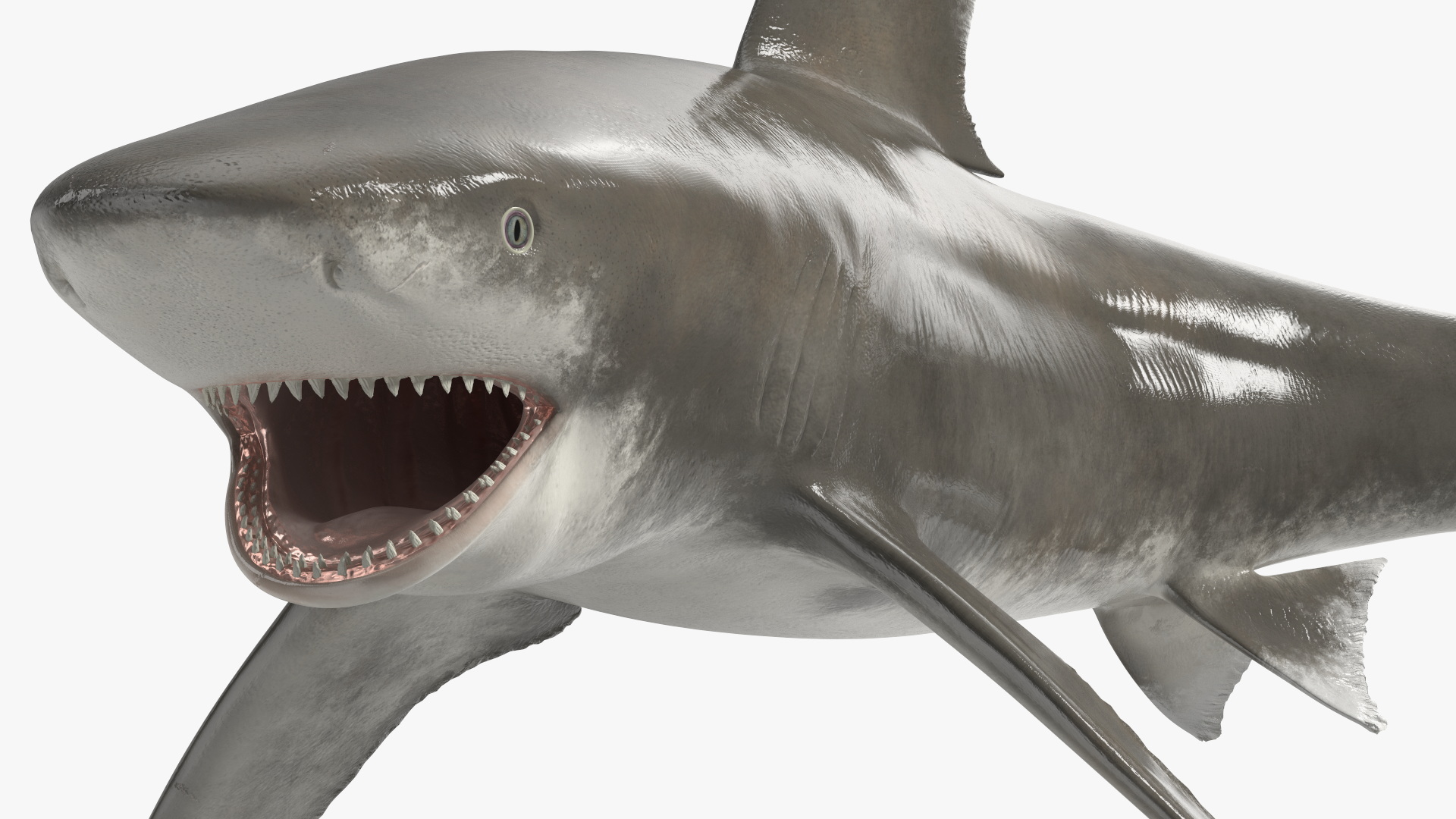 Realistic Oceanic Whitetip Shark Rigged 3D model