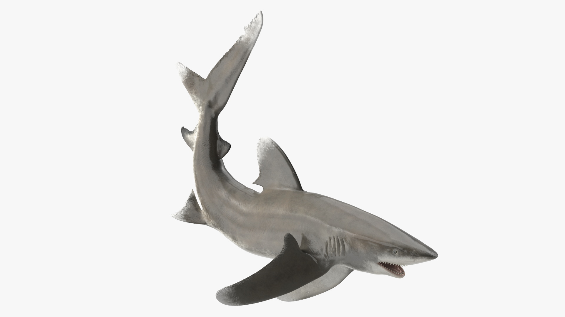 Realistic Oceanic Whitetip Shark Rigged 3D model