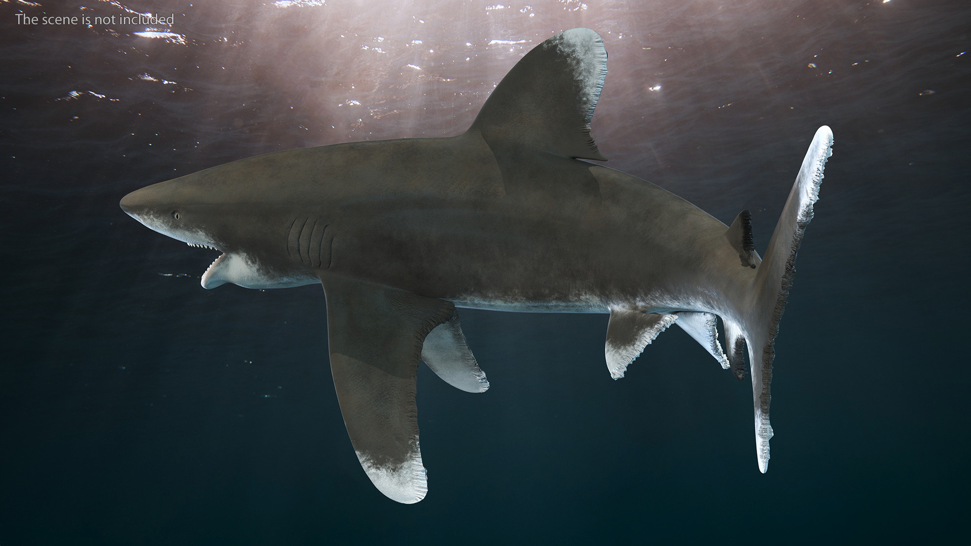 Realistic Oceanic Whitetip Shark Rigged 3D model