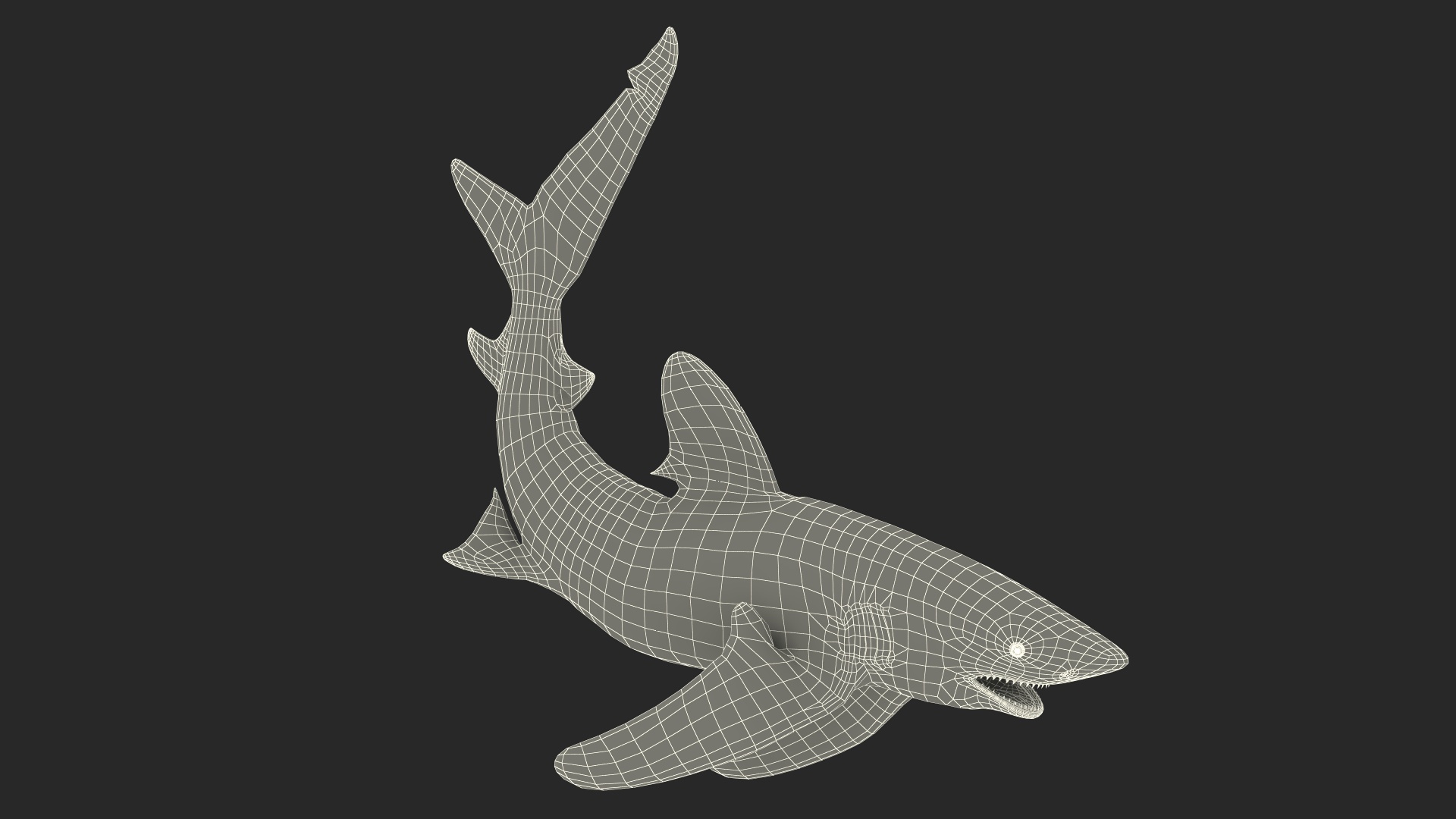 Realistic Oceanic Whitetip Shark Rigged 3D model