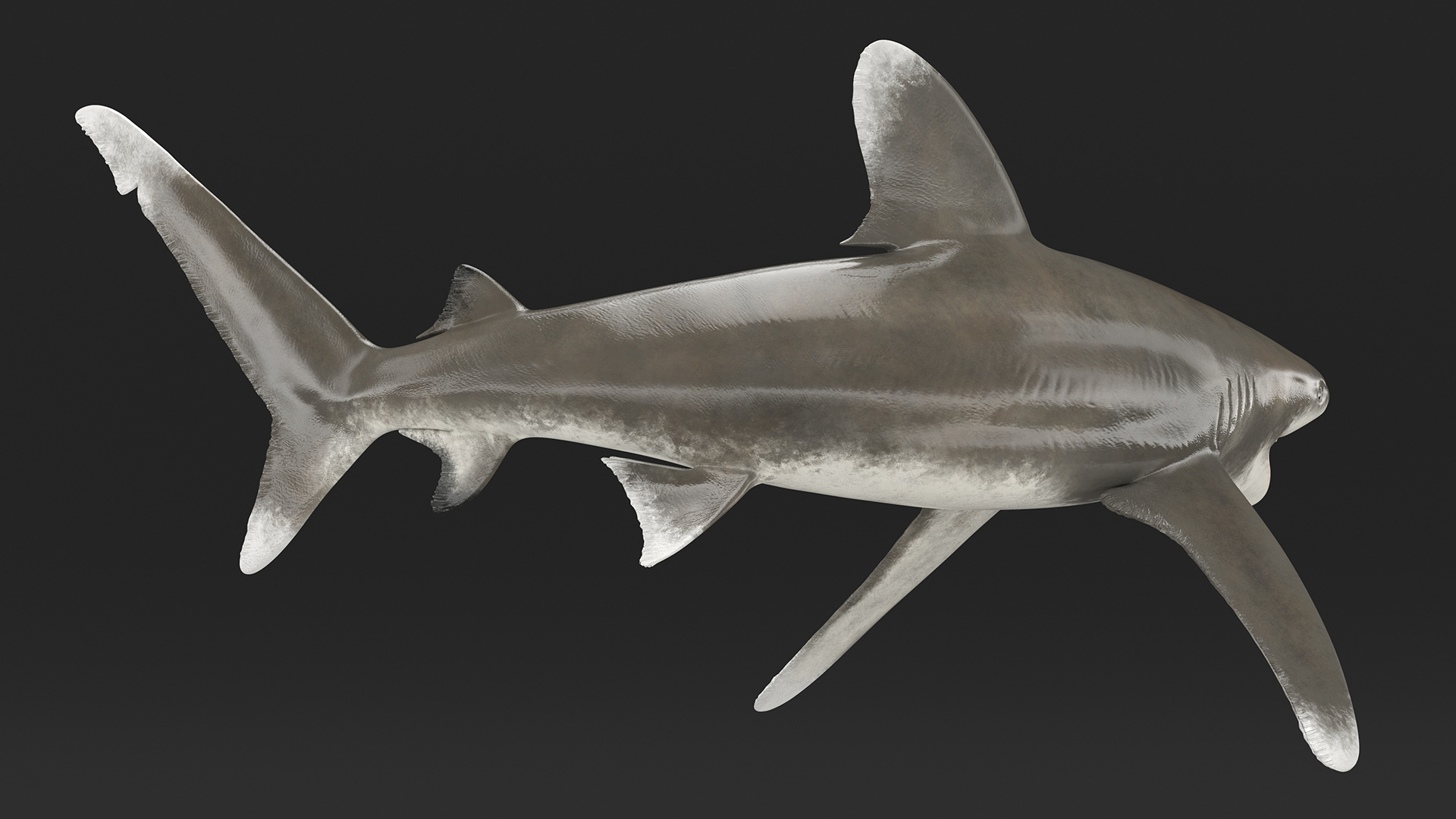 Realistic Oceanic Whitetip Shark Rigged 3D model