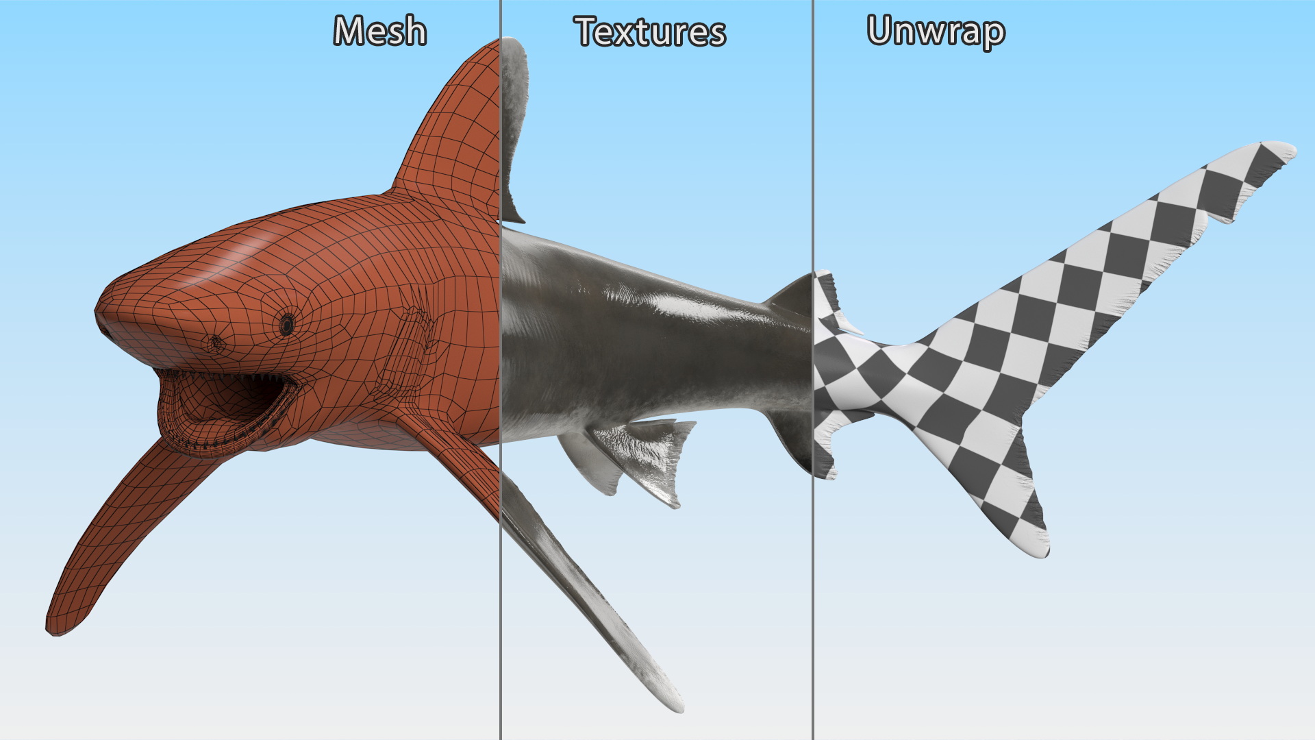 Realistic Oceanic Whitetip Shark Rigged 3D model