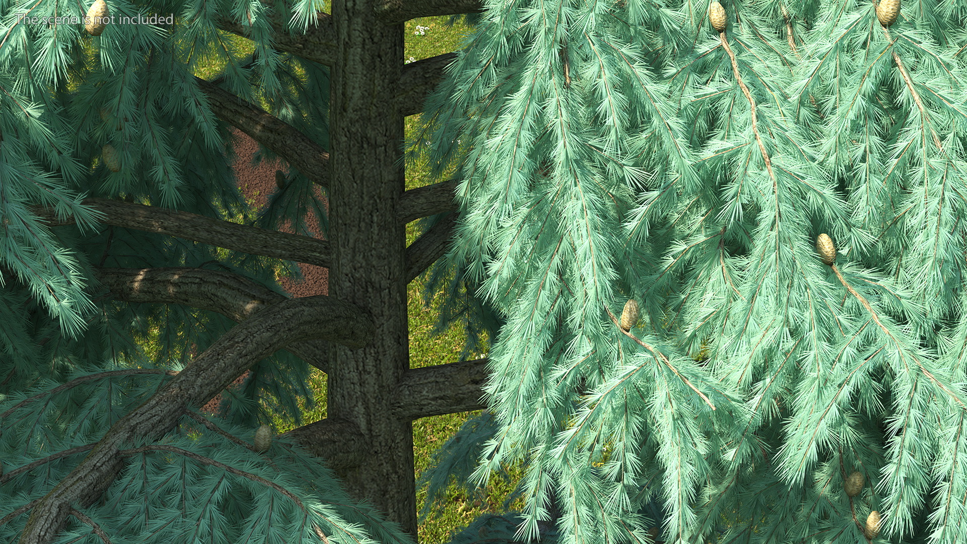 3D Cedrus Libani Blue Tree model