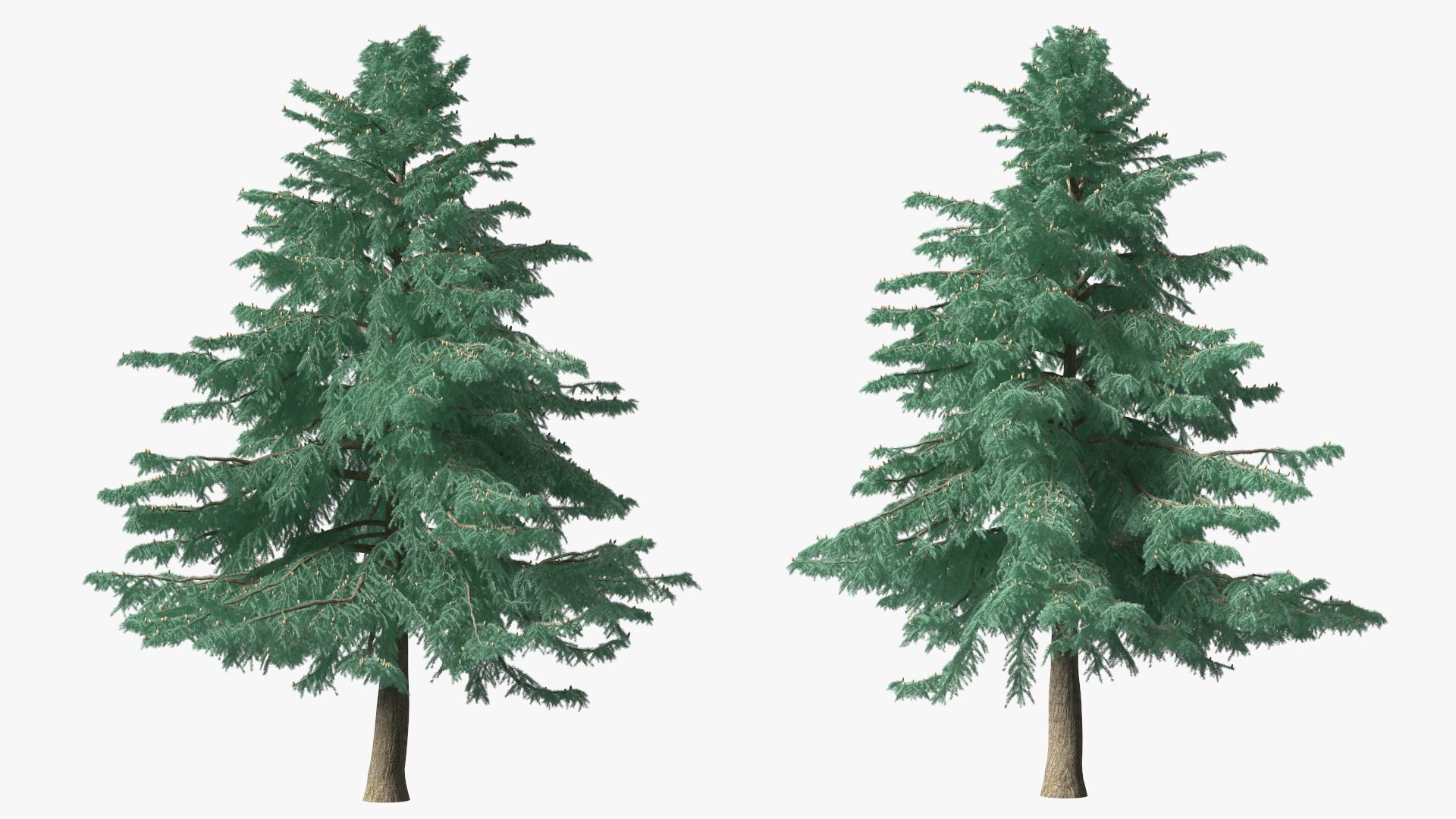 3D Cedrus Libani Blue Tree model