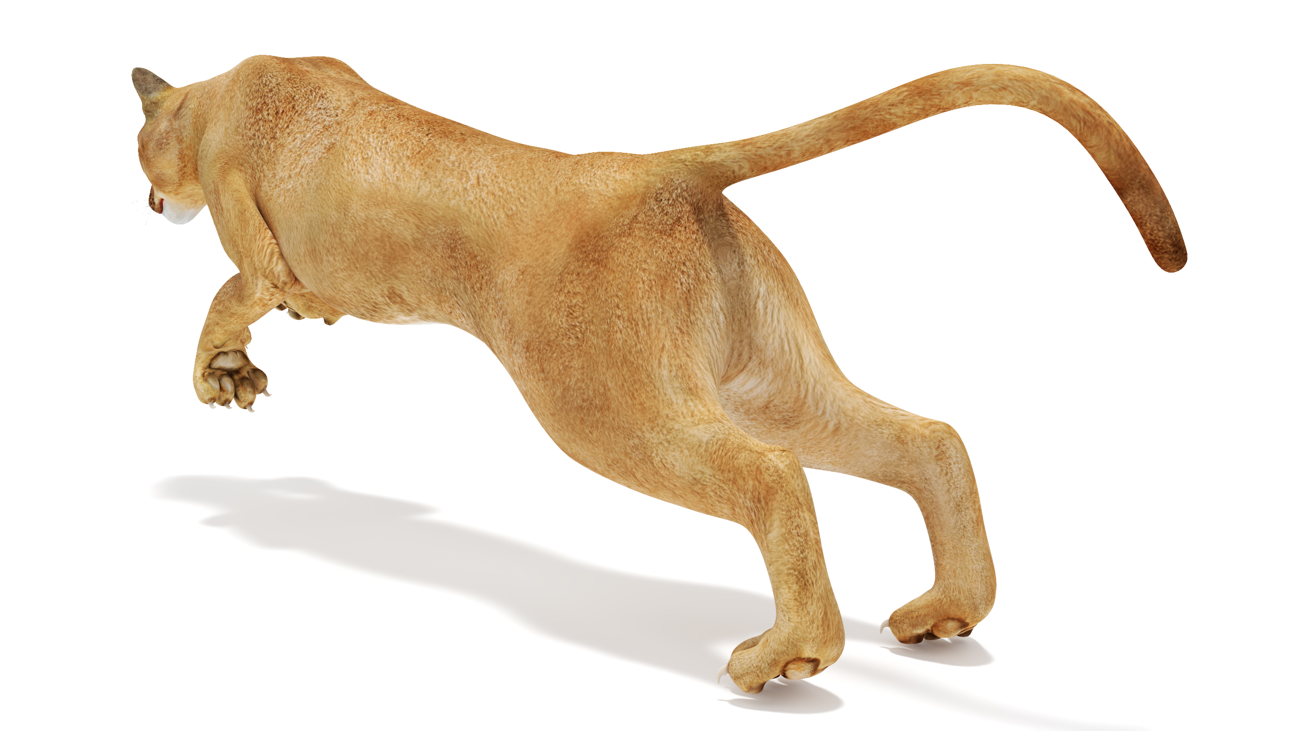 Jumping Puma 3D