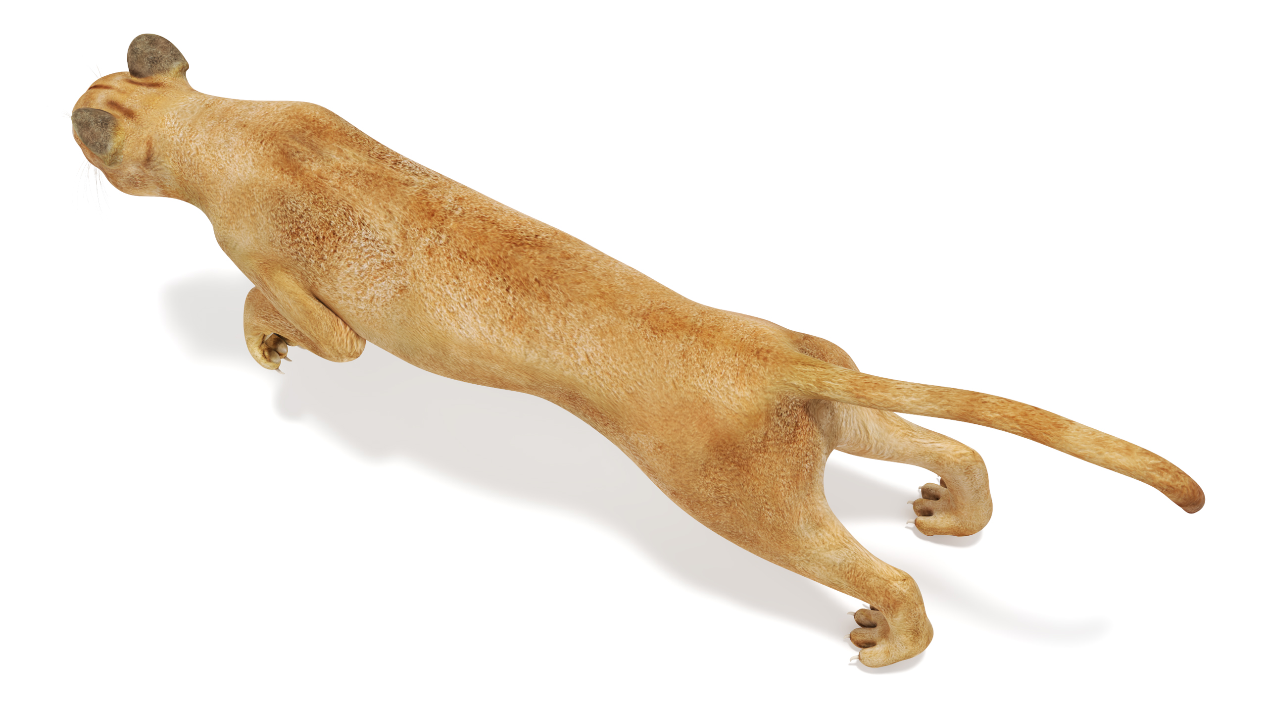 Jumping Puma 3D