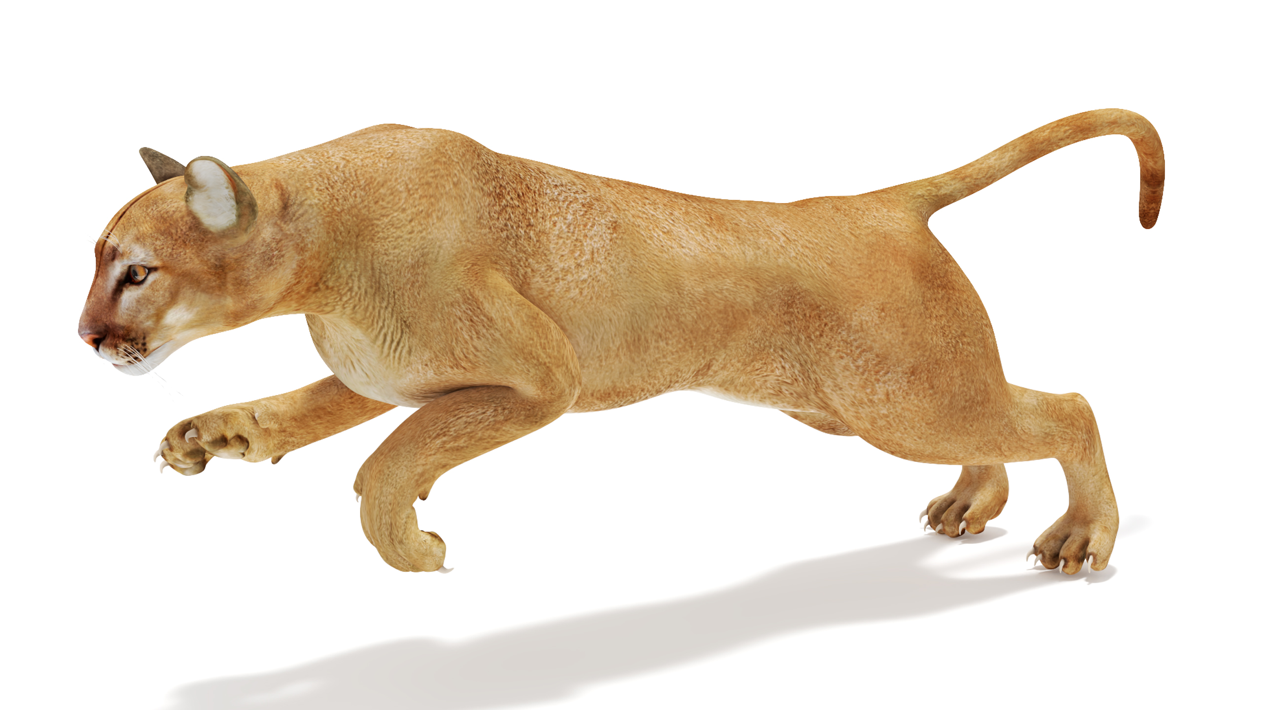 Jumping Puma 3D
