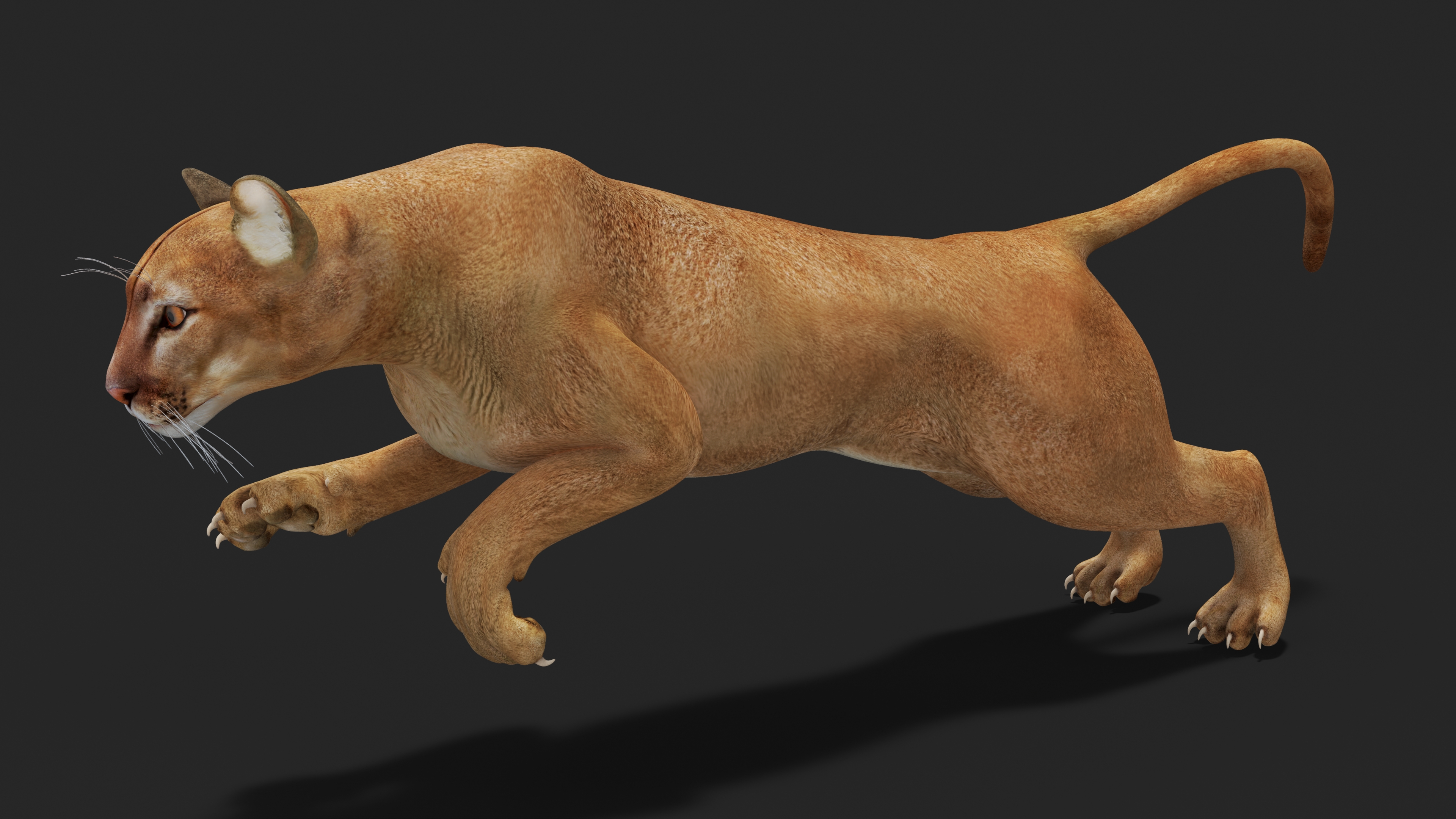 Jumping Puma 3D