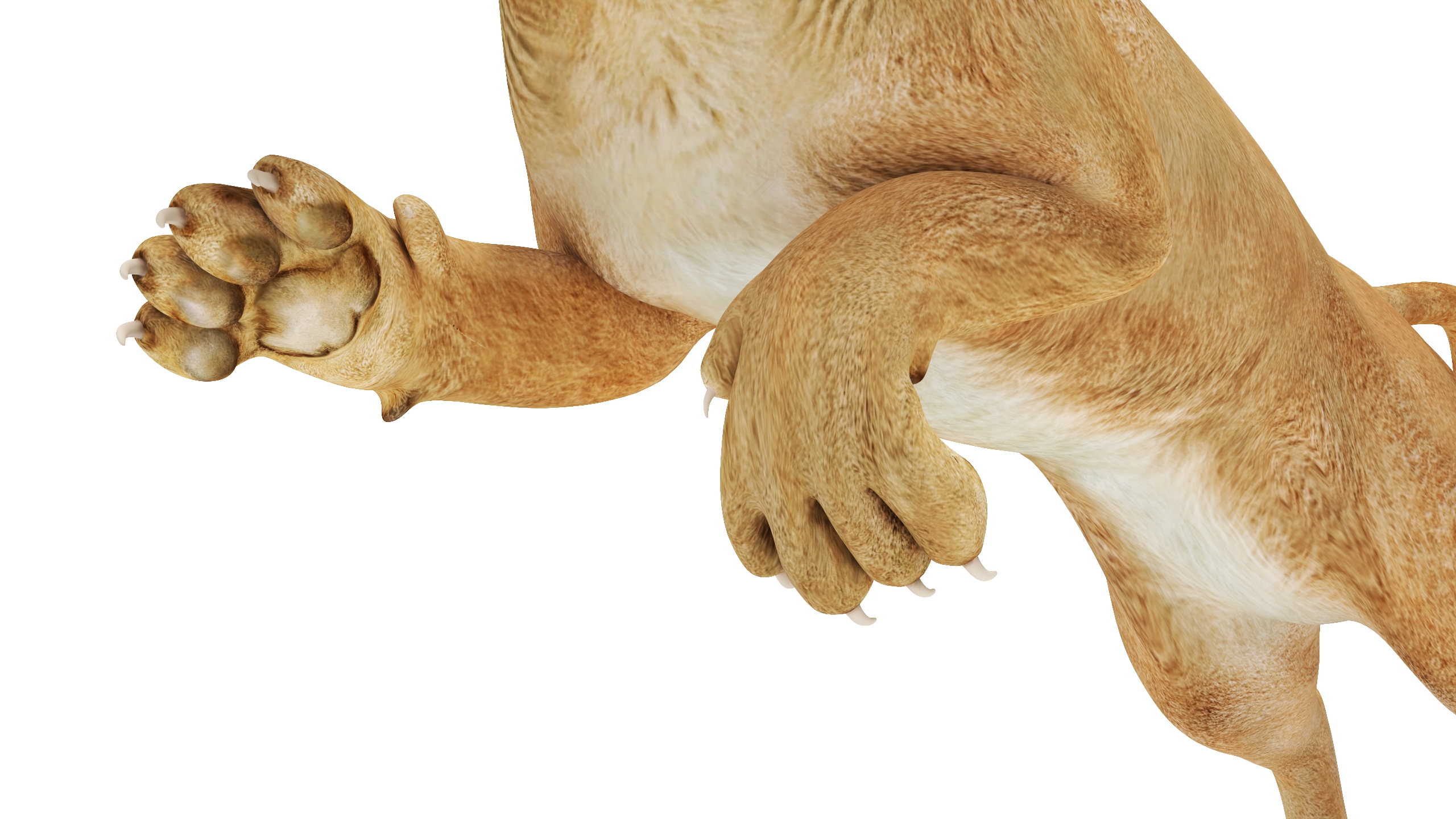 Jumping Puma 3D