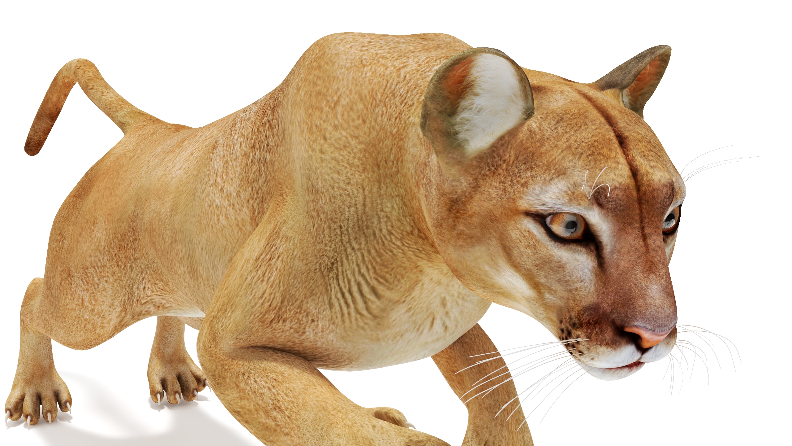 Jumping Puma 3D